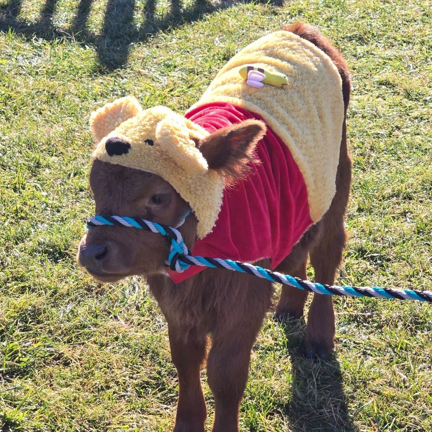 🐮🍯 Our baby cow Mabel picked out her very own Winnie the Pooh costume and is having the sweetest day at F&W Schmitt Family Farm! 💛
She’s been enjoying the playground and meeting new friends — come on down to the Kissing Booth to g