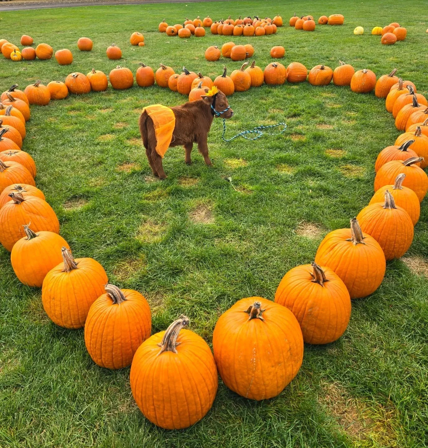🎃💛 Happy National Pumpkin Day from our sweet Mabel! 💛🎃
She found the perfect spot to celebrate — right inside this heart-shaped pumpkin patch display at F&W Schmitt Family Farms !
Come on out today, enjoy all the fall fun, and snap a