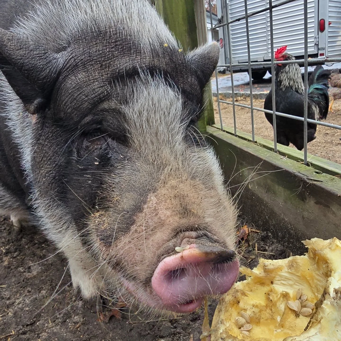 🎃☔ What&rsquo;s better than pumpkins on a dreary, rainy day? A pumpkin party for our animals! 🐐🐄🦙 They&rsquo;ve been munching, crunching, and having the best time thanks to the generous donation from F&amp;W Schmitt Family Farms. 💛

Rainy days a