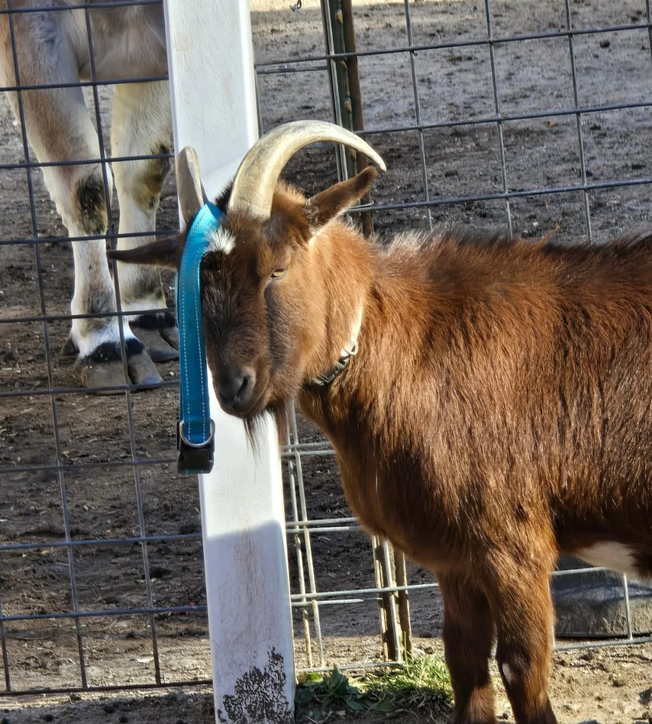 Harry didn&rsquo;t just admire his friend&rsquo;s collar&hellip; he stole it! 😂🐐💚
Guess someone wanted a new look for fall fashion week on the farm! 🐾👑

#GoatDrama #FarmFashion #GoatLife #Troublemaker #PettingZoo #FarmFun #GoatStyle #RescueGoat 