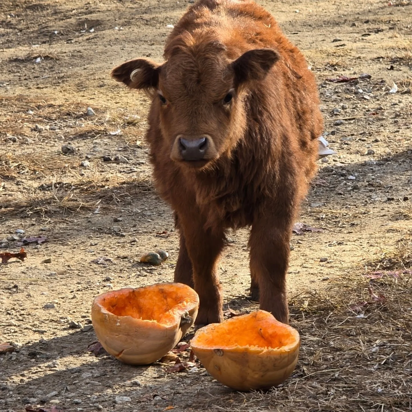 🎃✨ Big milestone alert! Miss Mabel enjoyed her first-ever pumpkin today &mdash; and let&rsquo;s just say she is officially obsessed! 😍

From the first curious sniff to the adorable little nibbles, she wasted no time diving into her new favorite fal