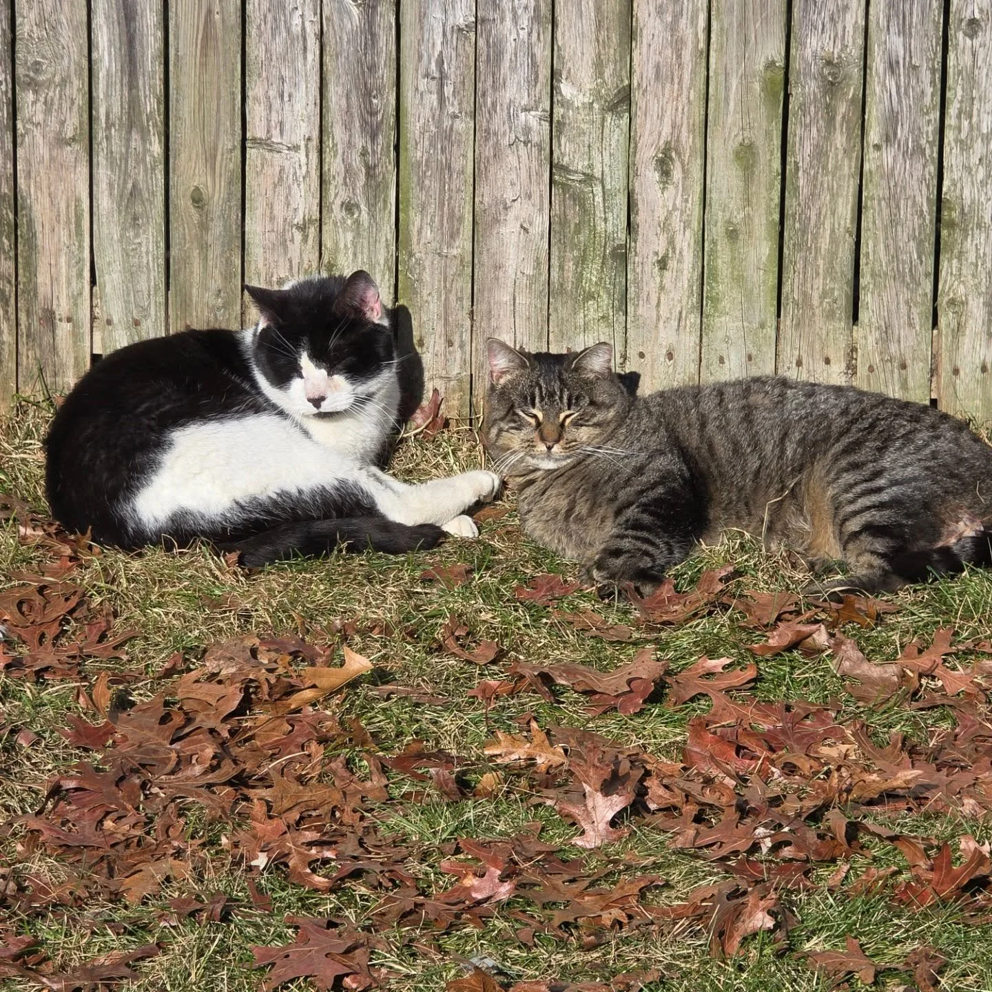 ☀️🐾 freeloading at its finest!
caught these little moochers sprawled out in the sunshine today, living their best lazy lives. while the rest of us are working, these cats are out here soaking up every ray like they run the place. 😆😸

honestly&hell
