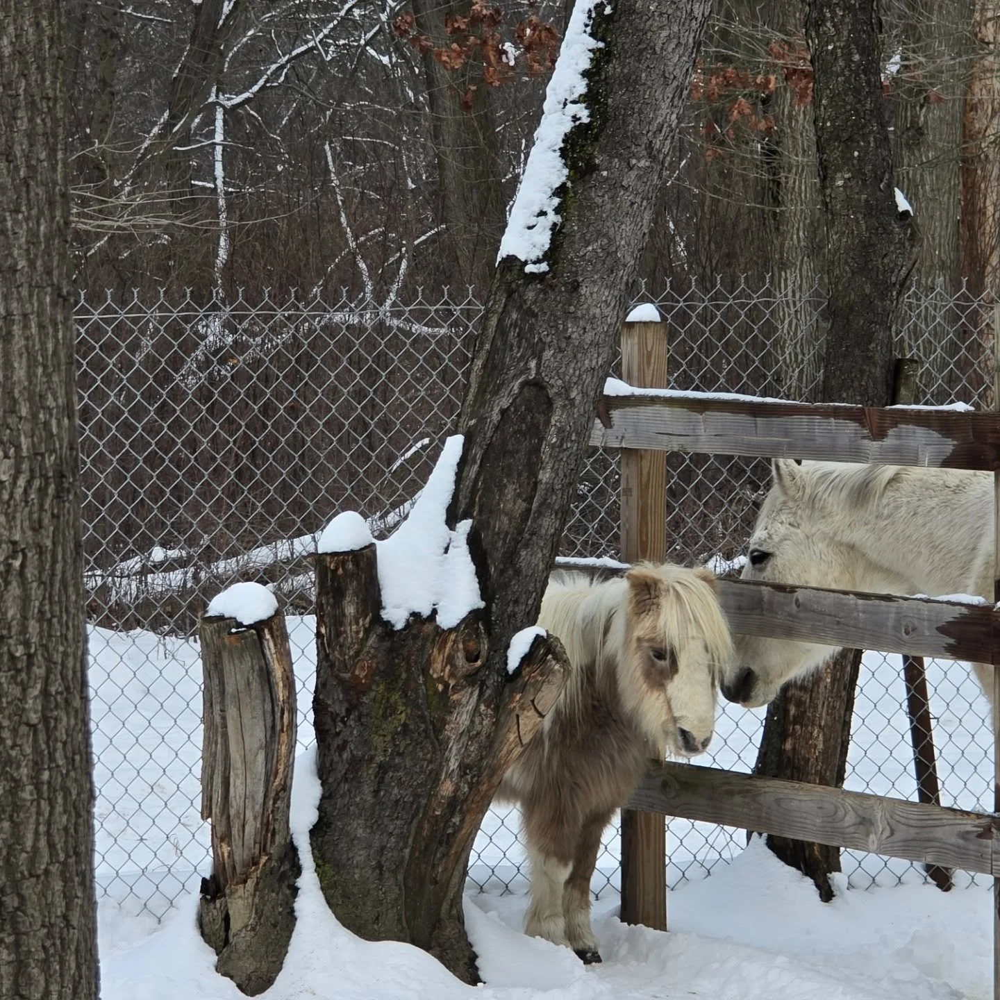 Clover said, &ldquo;Let&rsquo;s play hide-and-seek!&rdquo;
Spencer said, &ldquo;Okay.&rdquo;
Clover hid.
Spencer found him immediately.
And that was the shortest game in farm history. 😂🐐