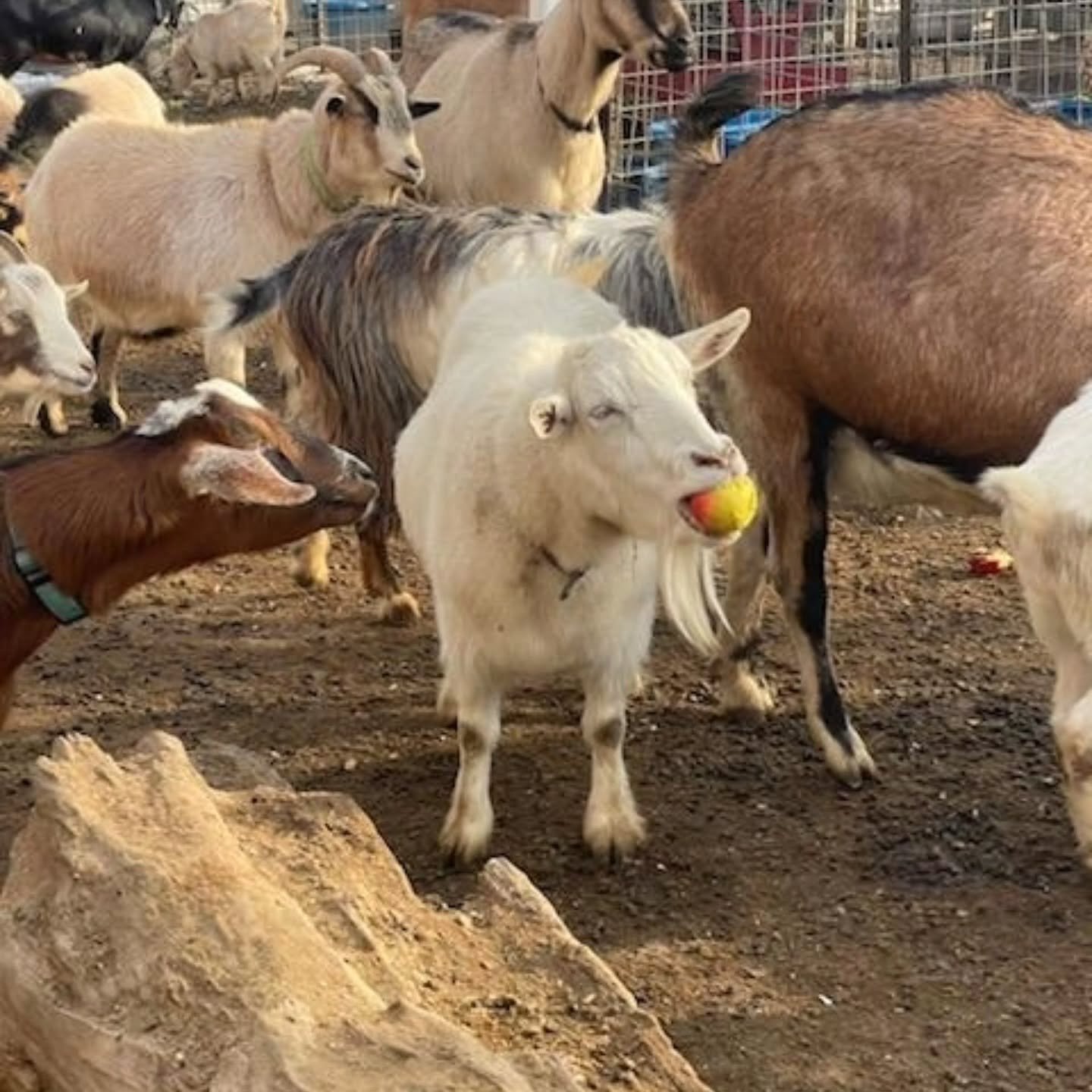 Nothing makes our animals happier than fresh apples, and today was a big hit thanks to Wickham Fruit Farm 🍎

Harley and Aspen were especially excited&mdash;happy crunches, wagging tails, and that &ldquo;this is the best day ever&rdquo; look we all k