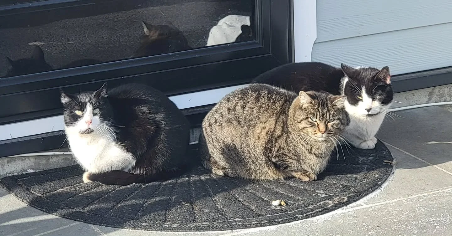 The freeloaders are clocked in.
Today&rsquo;s agenda: chill, nap, repeat.
Barn cat life is rough. 🐾😌

#rescuedbarncats #spoiledcats #bestpettingzoolongisland #PettingZooLongIsland