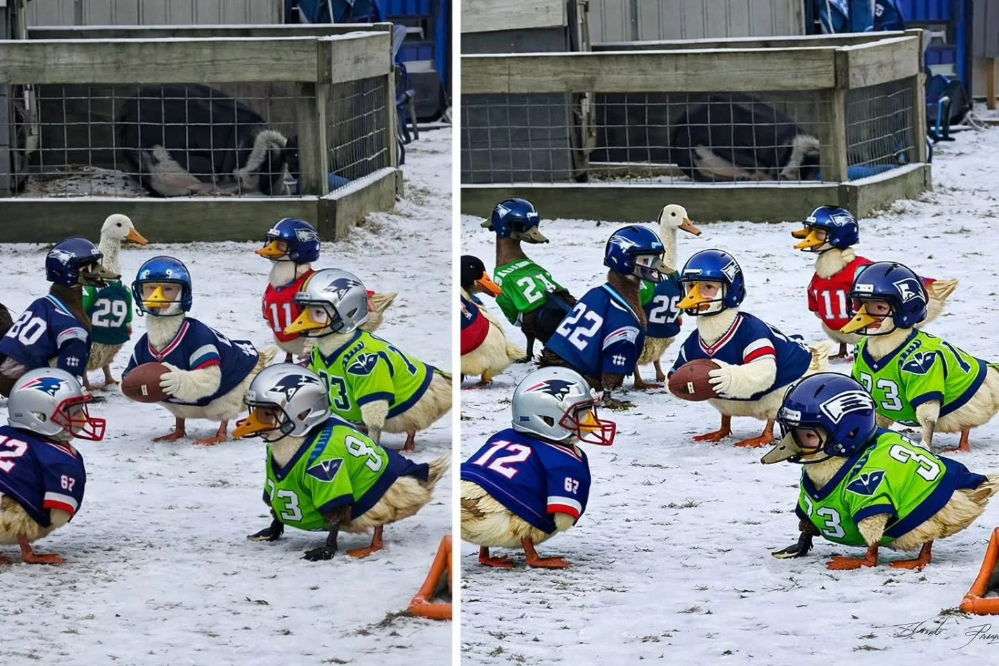 The Super Bowl is winding down, but our ducks are still in full game mode 🦆🏈
Mixed teams, big quacks, and zero understanding of the rules &mdash; just how we like it.
Hope everyone enjoyed the game as much as they did!