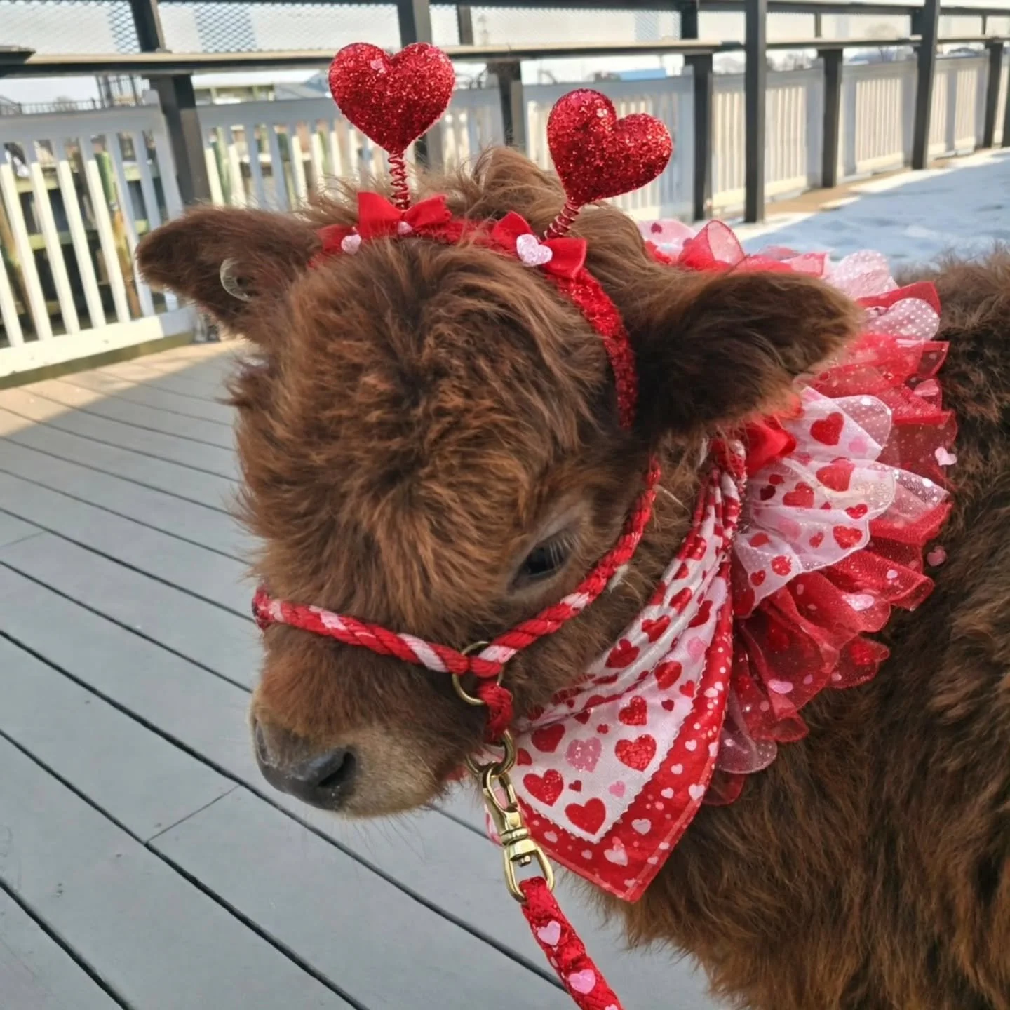 Mabel is sending all the fuzzy snuggles, sweet moos, and heart-filled hugs your way today! 💕
We are so grateful for every single one of you who supports, visits, shares, and loves on our animals. Your kindness makes all the difference &mdash; not ju
