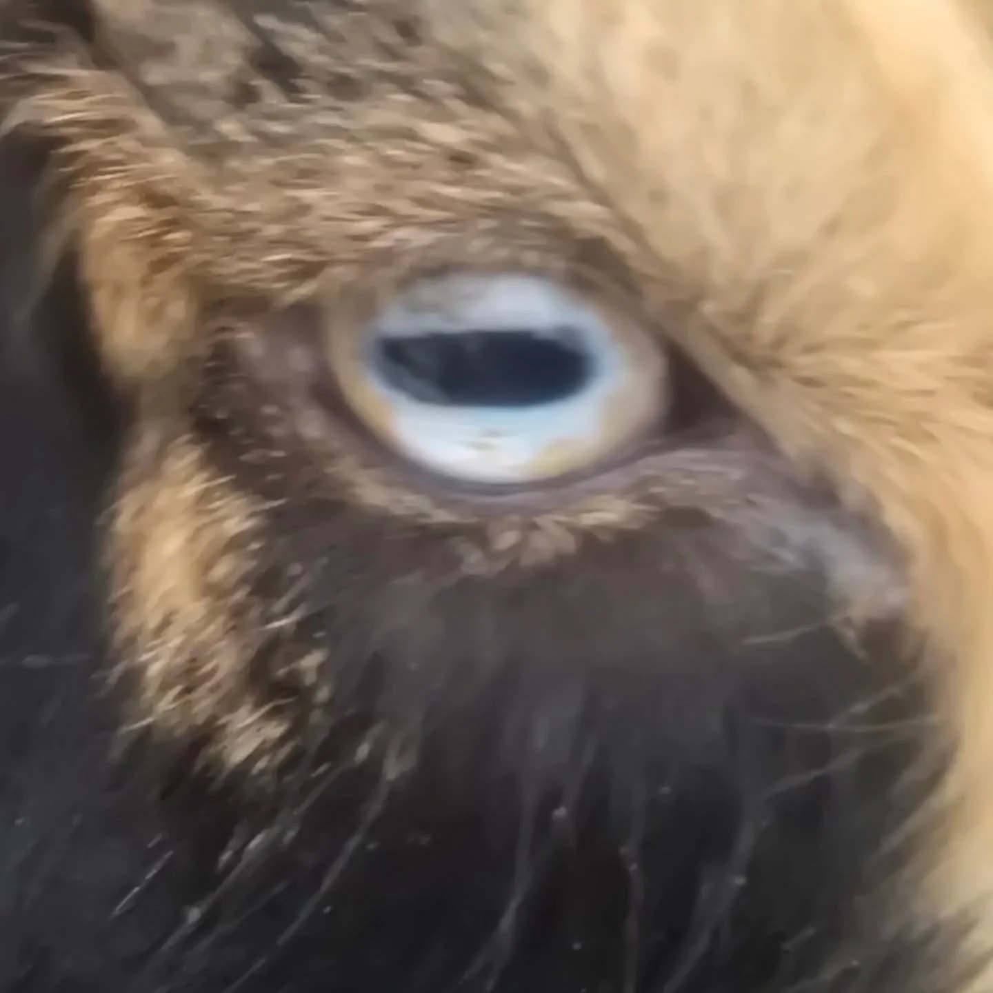 🐐👀 Goat Eye Fun Fact!
Goats have some of the most unique eyes in the animal world. Their rectangular pupils give them an incredible wide field of vision (over 300 degrees), helping them spot predators and stay balanced while climbing. Their pupils 
