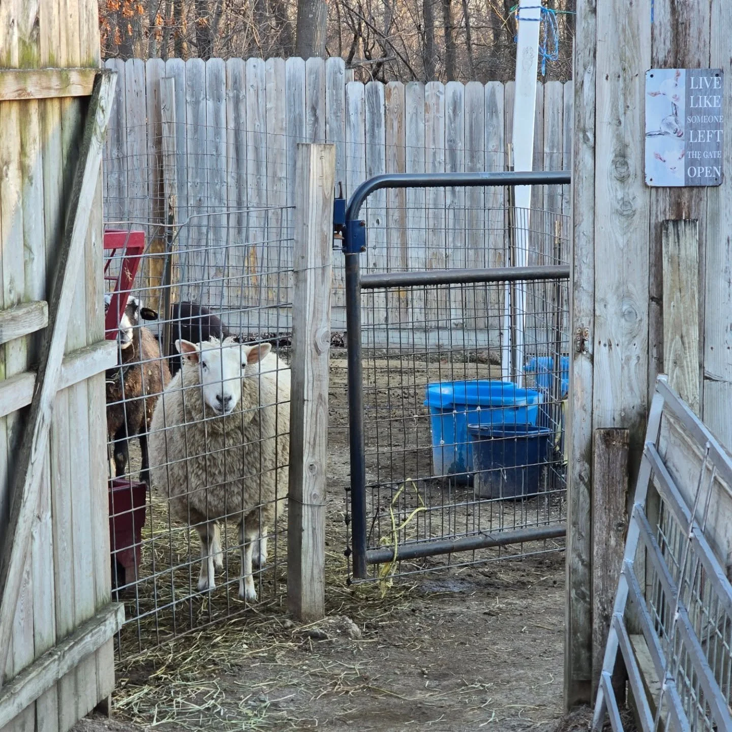 Lily Frog was practically hopping with excitement this morning when it was time to load up for our job! She knows the routine and gets so eager to climb right in&mdash;because visiting all of you is her favorite part of the day.
Lily Frog is one of o