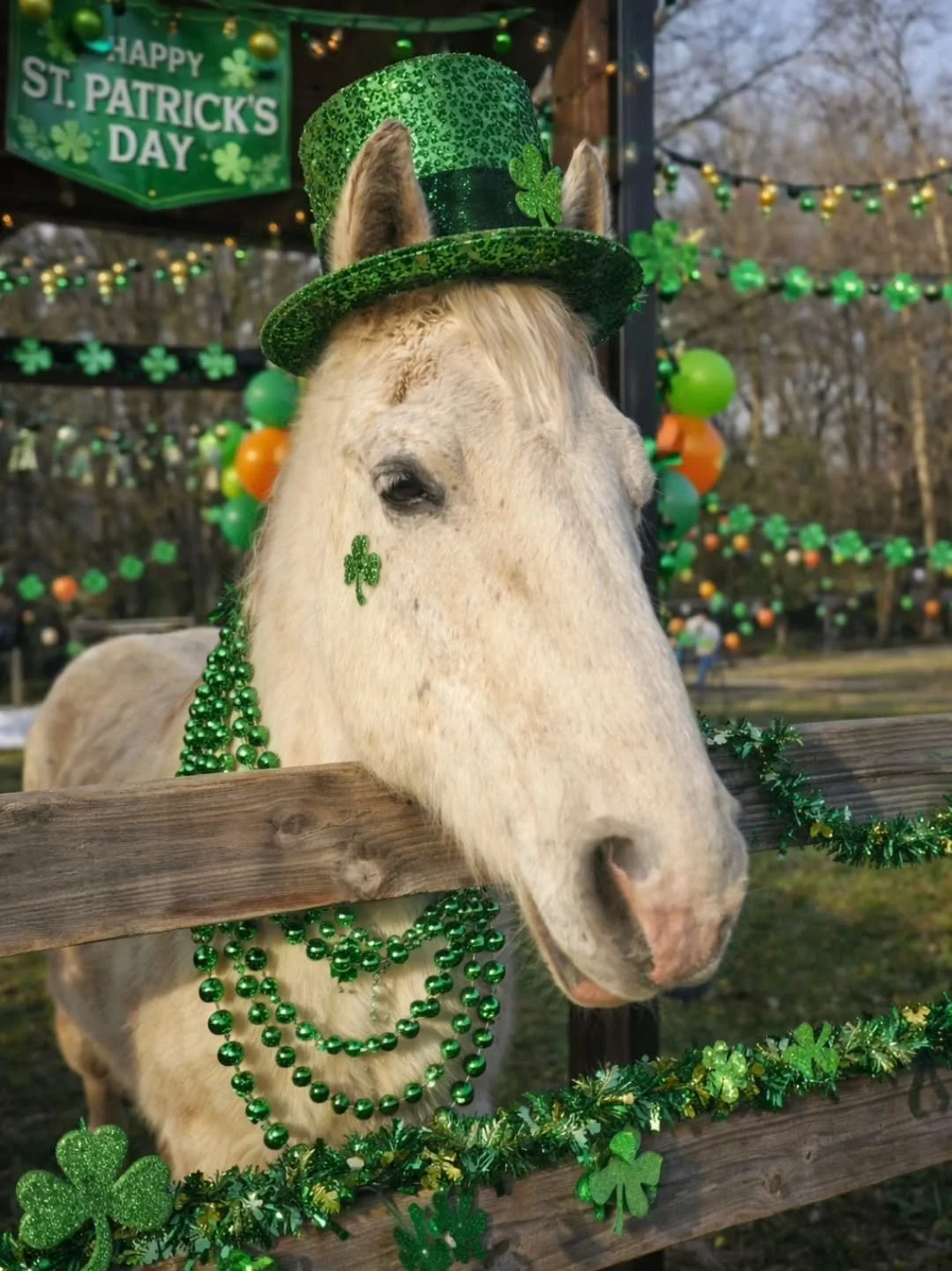 🍀✨ Spencer is feeling extra lucky today! ✨🍀
Our sweet horse Spencer decided to celebrate St. Patrick&rsquo;s Day in style&mdash;just look at that festive spirit! 💚 He&rsquo;s been busy spreading smiles, shamrocks, and a little bit of magic to ever