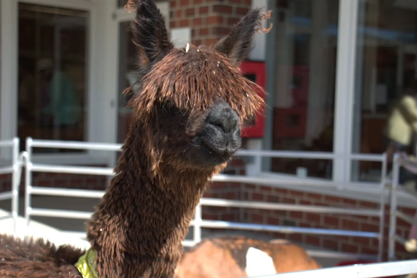 Meet Harvey Spector&hellip; our resident heartthrob with better hair than all of us combined 😎✨
Taking a quick break from looking ridiculously handsome to remind everyone that yes&mdash;this level of charm is 100% natural. No filters, no touch-ups&h