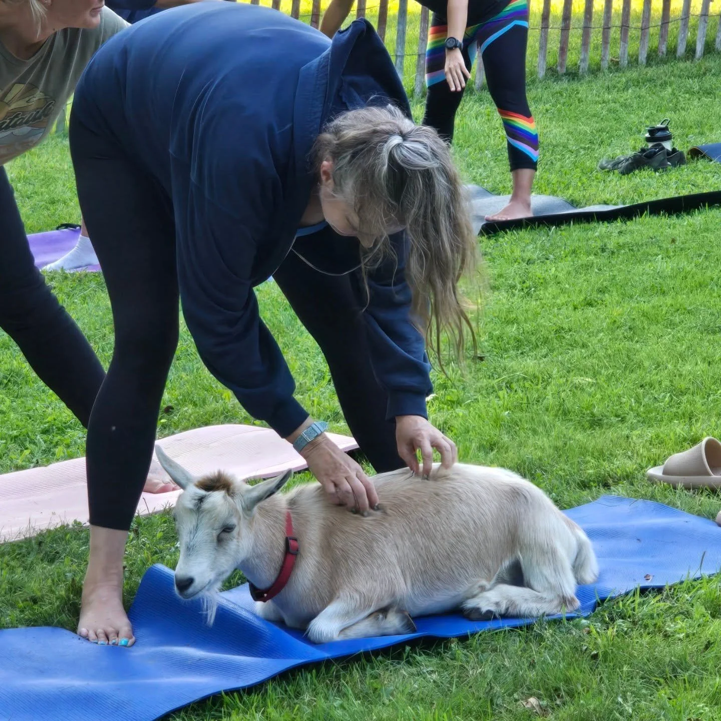 🚨 BREAKING NEWS 🚨
Our goats have officially reviewed their calendars&hellip; and they&rsquo;ve cleared their schedules for YOU 🐐✨
Goat Yoga dates are HERE and the herd insists you attend (they said something about your &ldquo;tight hamstrings and 