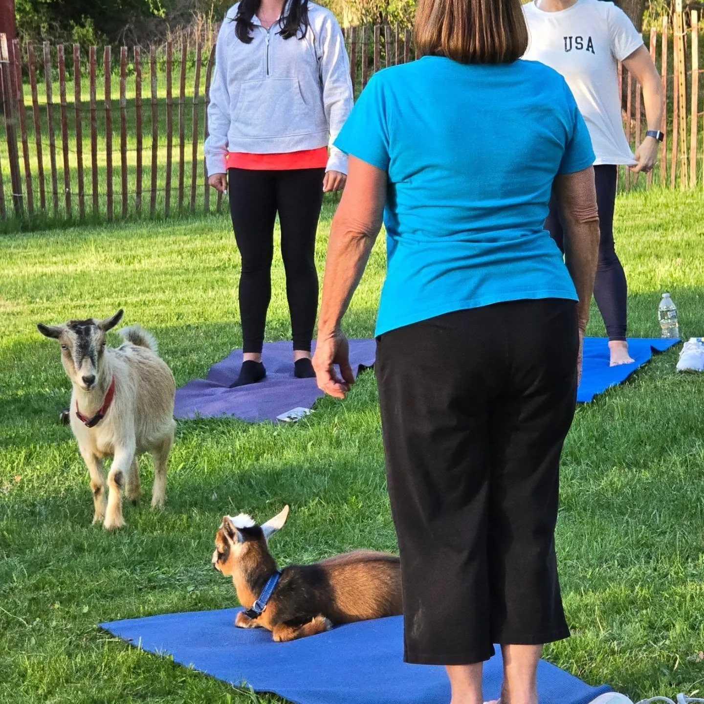 🚨 LAST CHANCE TO WIN! 🚨
Today is the FINAL day to enter for your chance to win 🎟️ TWO FREE TICKETS 🎟️ to Goat Yoga at the Smithtown Historical Society for the 2026 season! 🐐🧘&zwj;♀️💚
To enter:
 ✨ LIKE this post
✨ SHARE this post
✨ TAG 5 friend