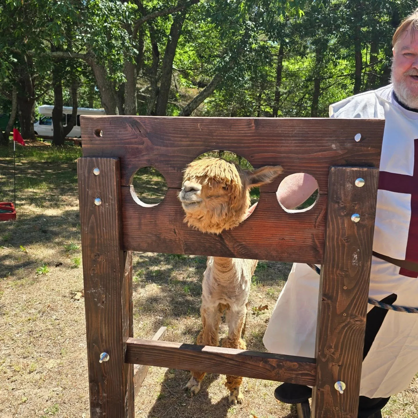 Yesterday at the IGHL Medieval Camp, poor Stewie found himself in the stocks! 🦙😂

We're still not entirely sure what crime he committed. Was it stealing extra treats? Refusing to share his hay? Excessive alpaca cuteness? The jury is still out. 🤷&z