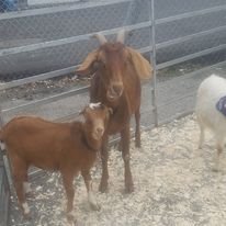 Pheobe and baby belle.jpg