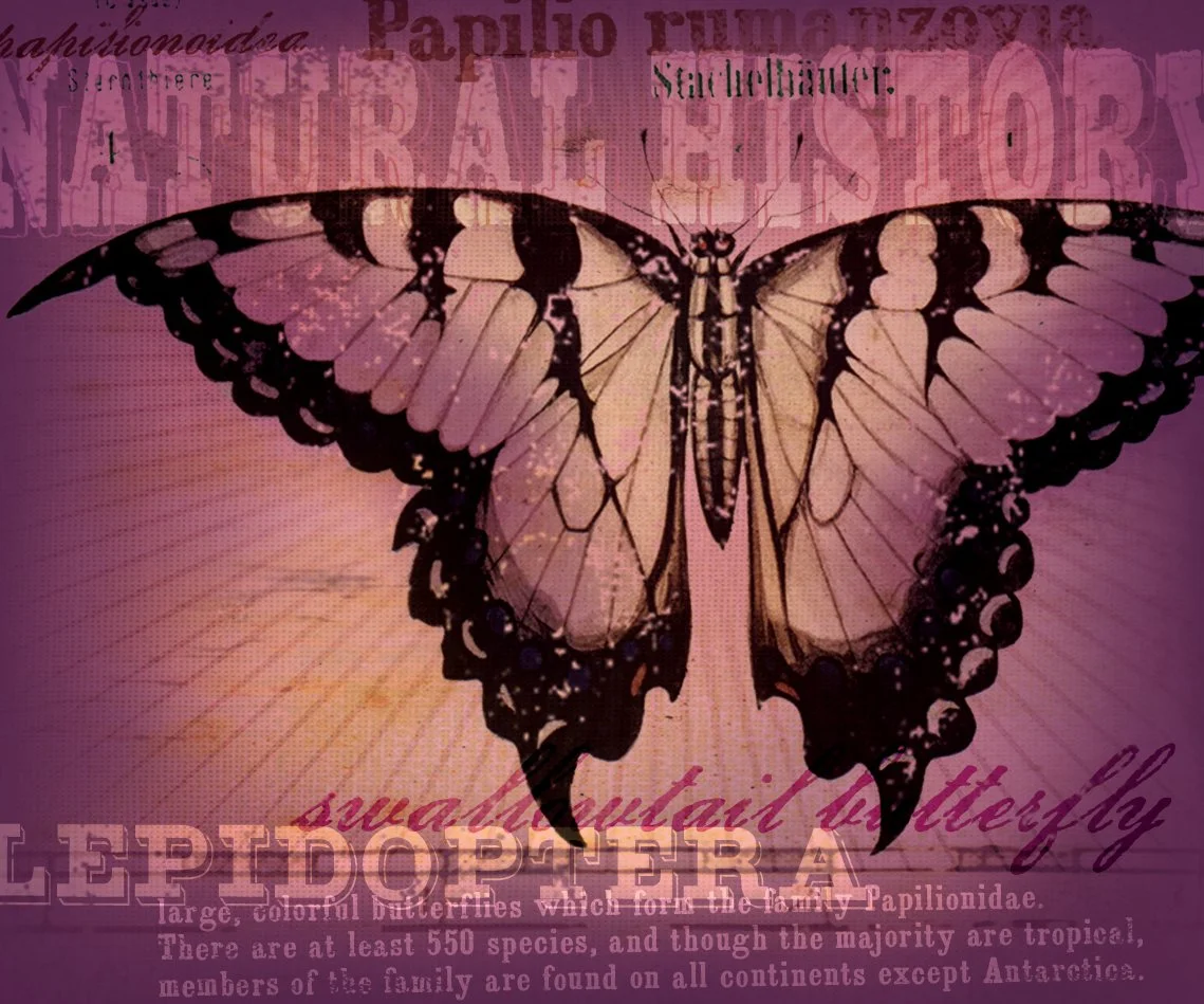 ROM_butterfly-RGB.jpg