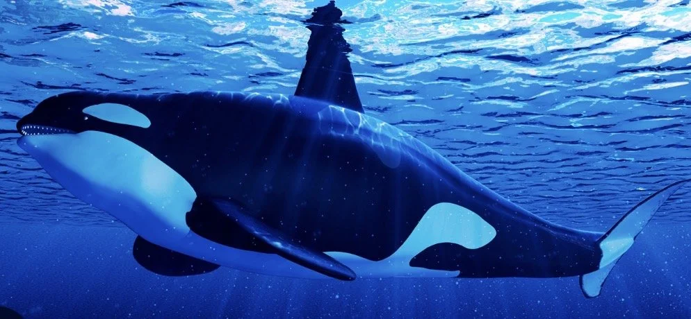 The Orca (Killer Whale)