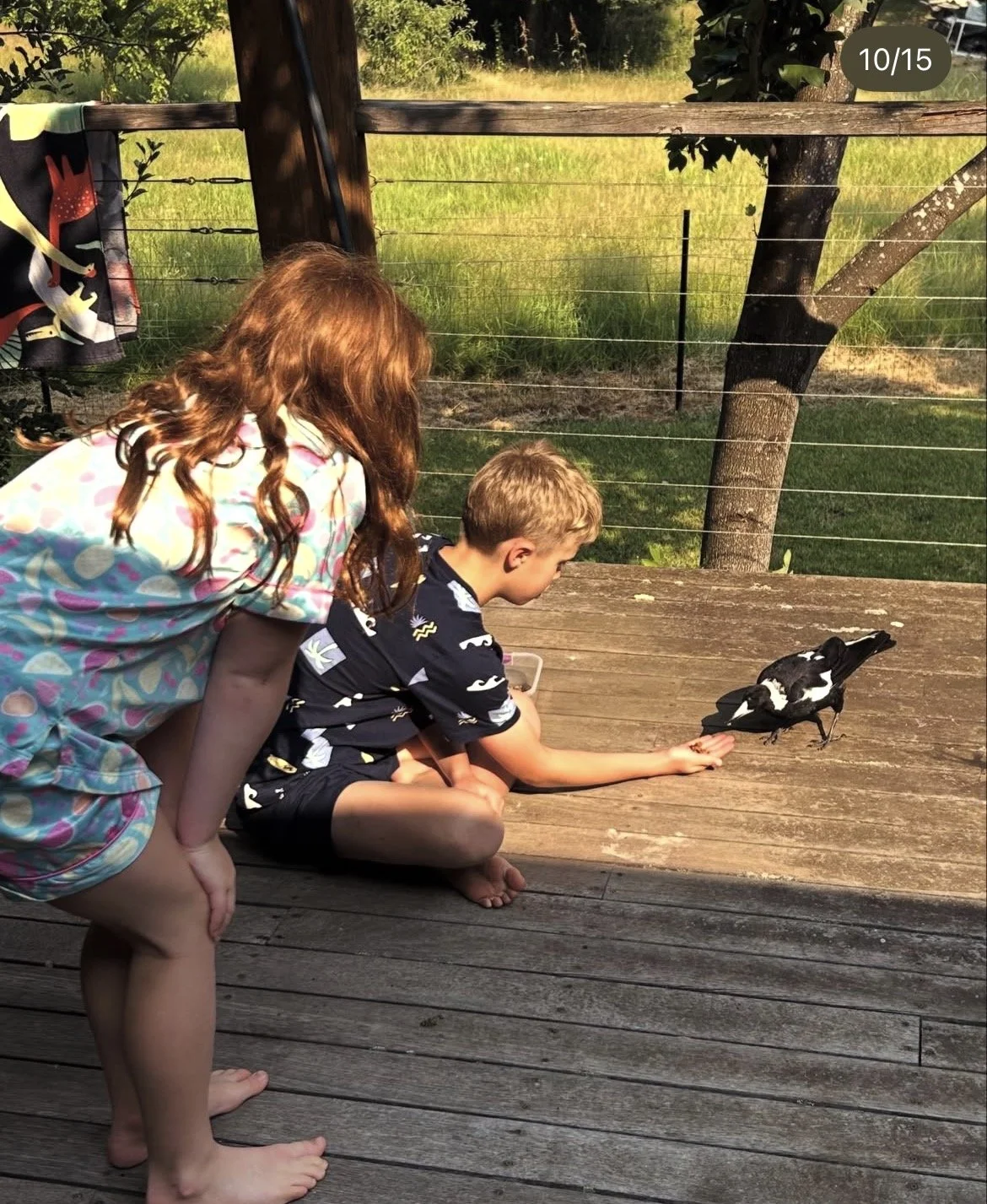 The Australian Magpie