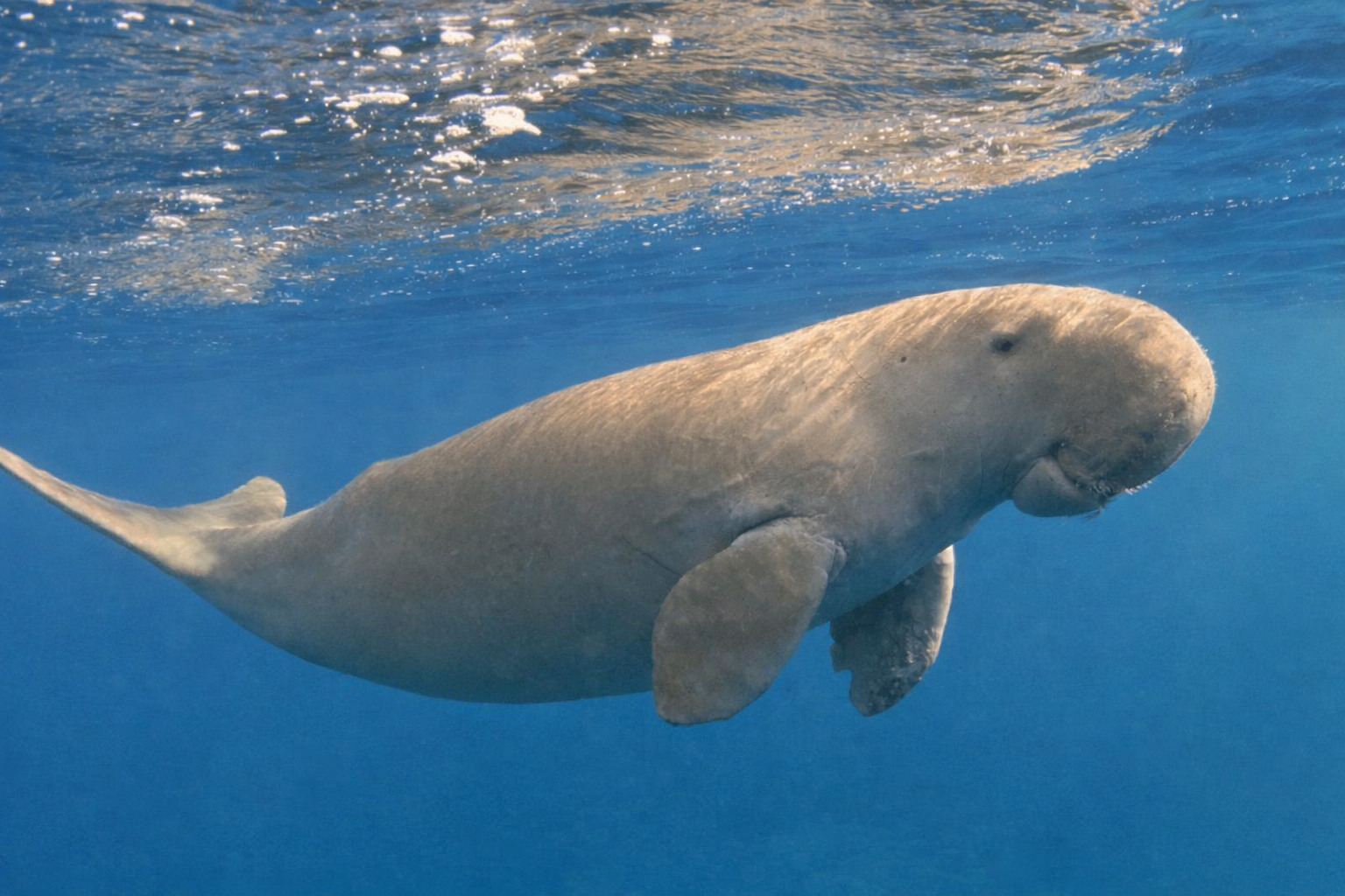 The Dugong