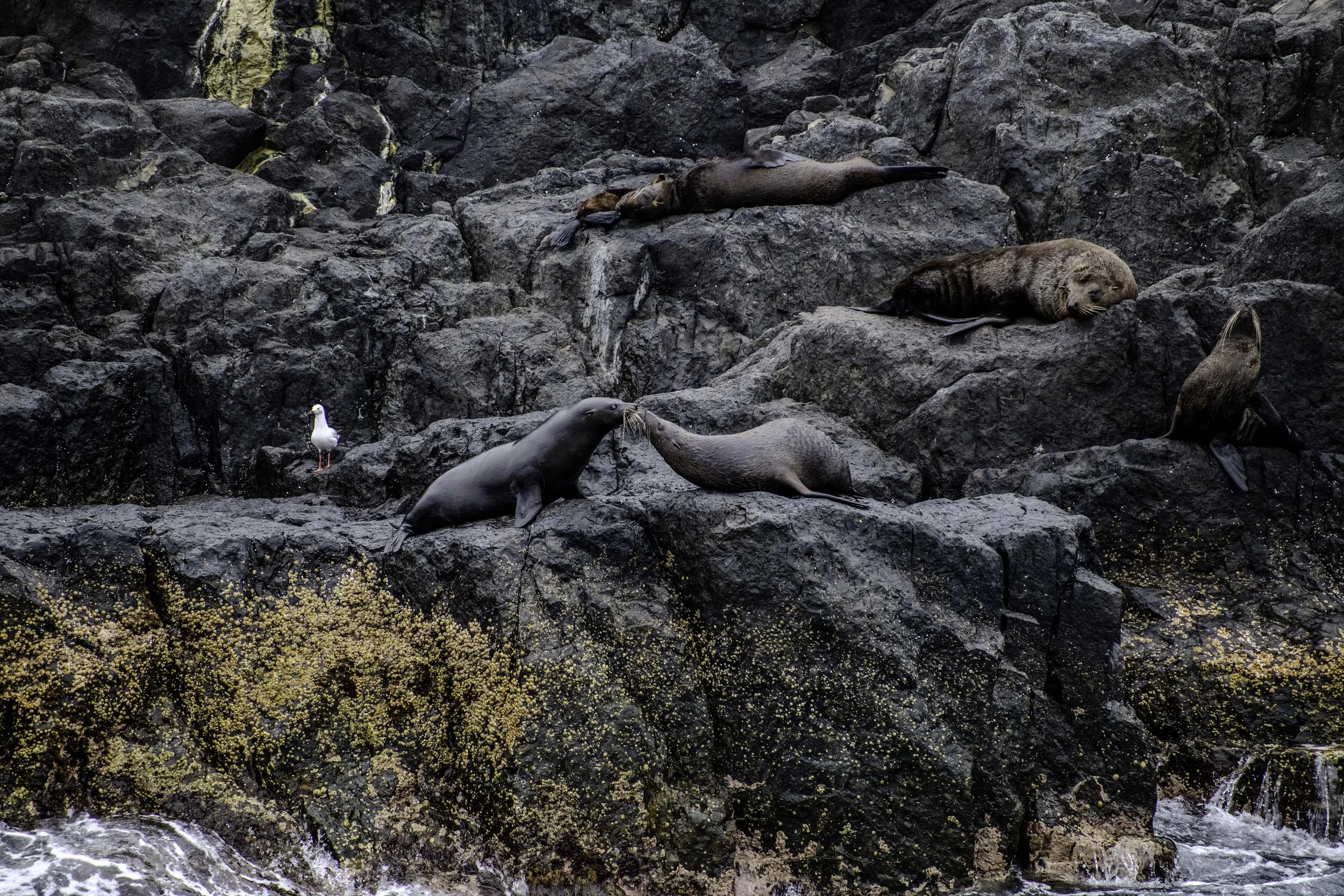Seals of Montague Island