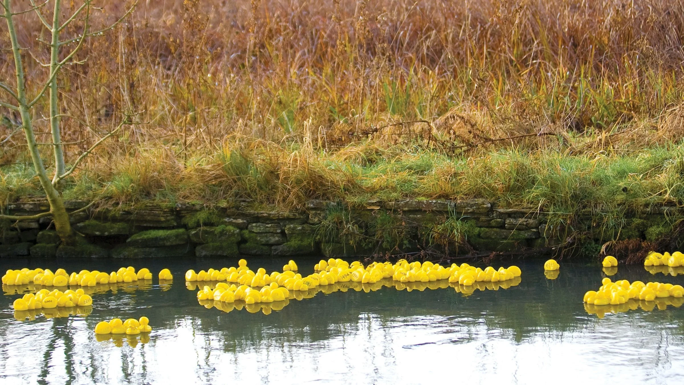 Boxing Day Duck Race & Breakfast