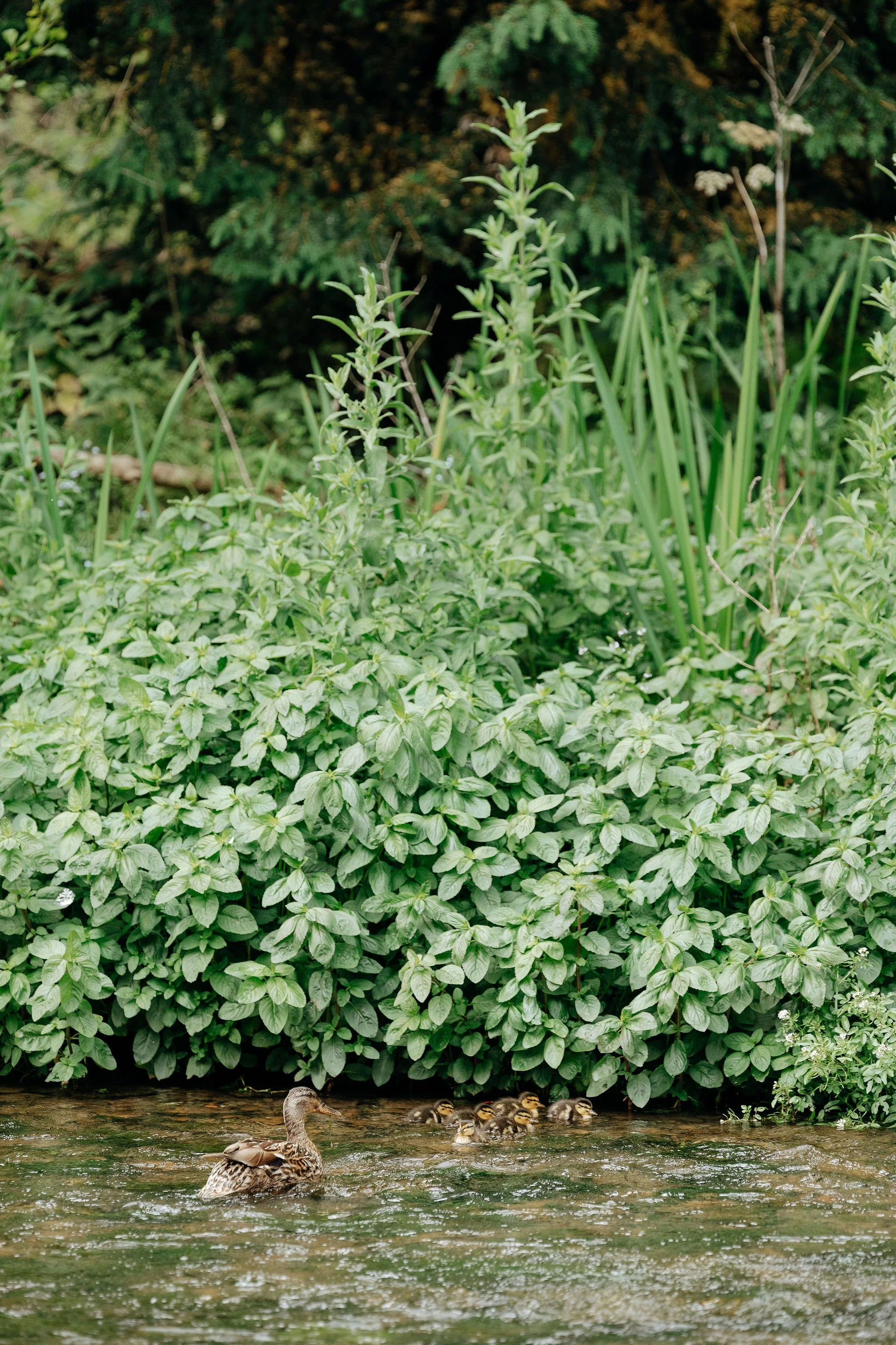 an image of ducks on the river coln in Biburyibury