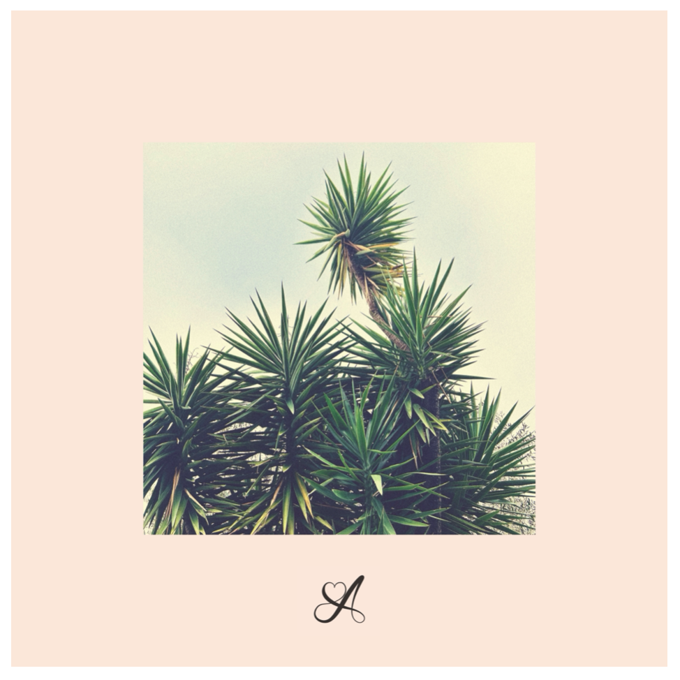 A tall desert plant with spiky green leaves and a single trunk.