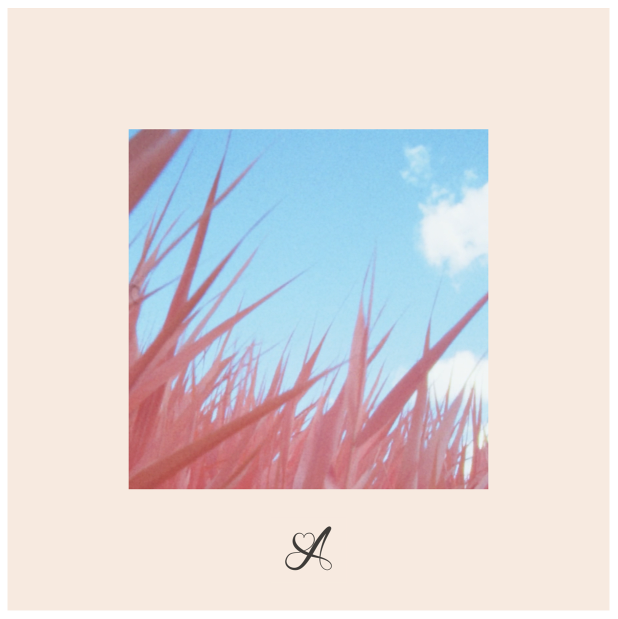 Close-up of pink grass with a blue sky and white clouds in the background.