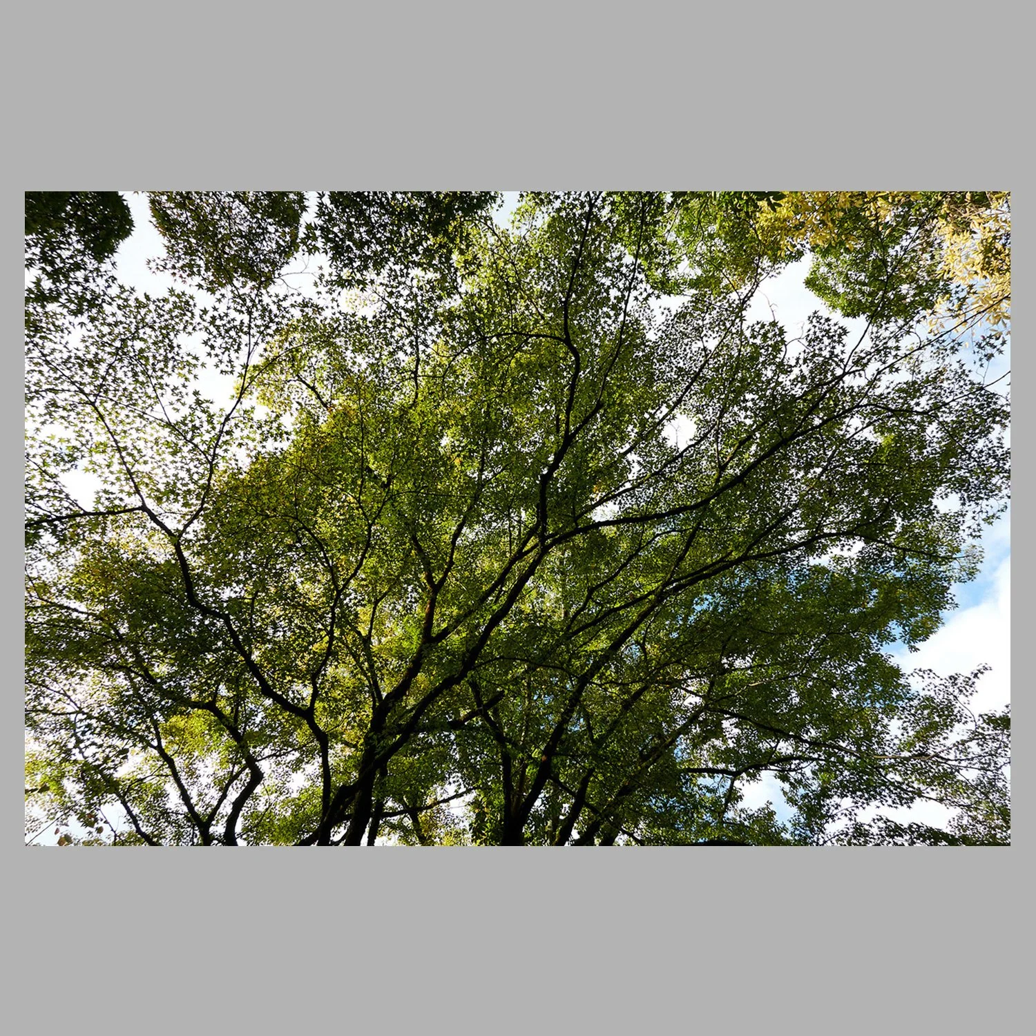 ML_Canopee-Vegetale_Akaruimidori 2.jpg