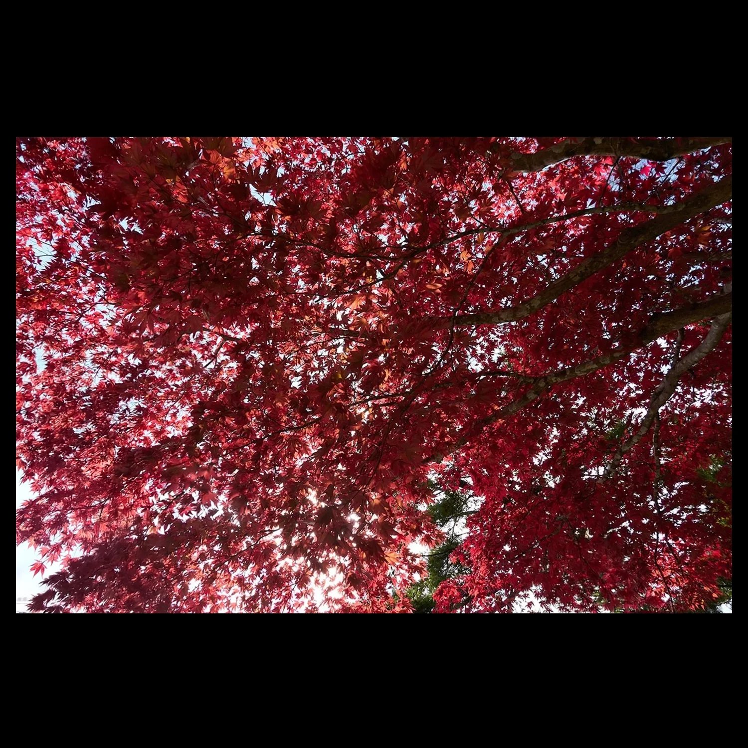 ML_Canopee-Vegetale_Koi+aka2.jpg.webp