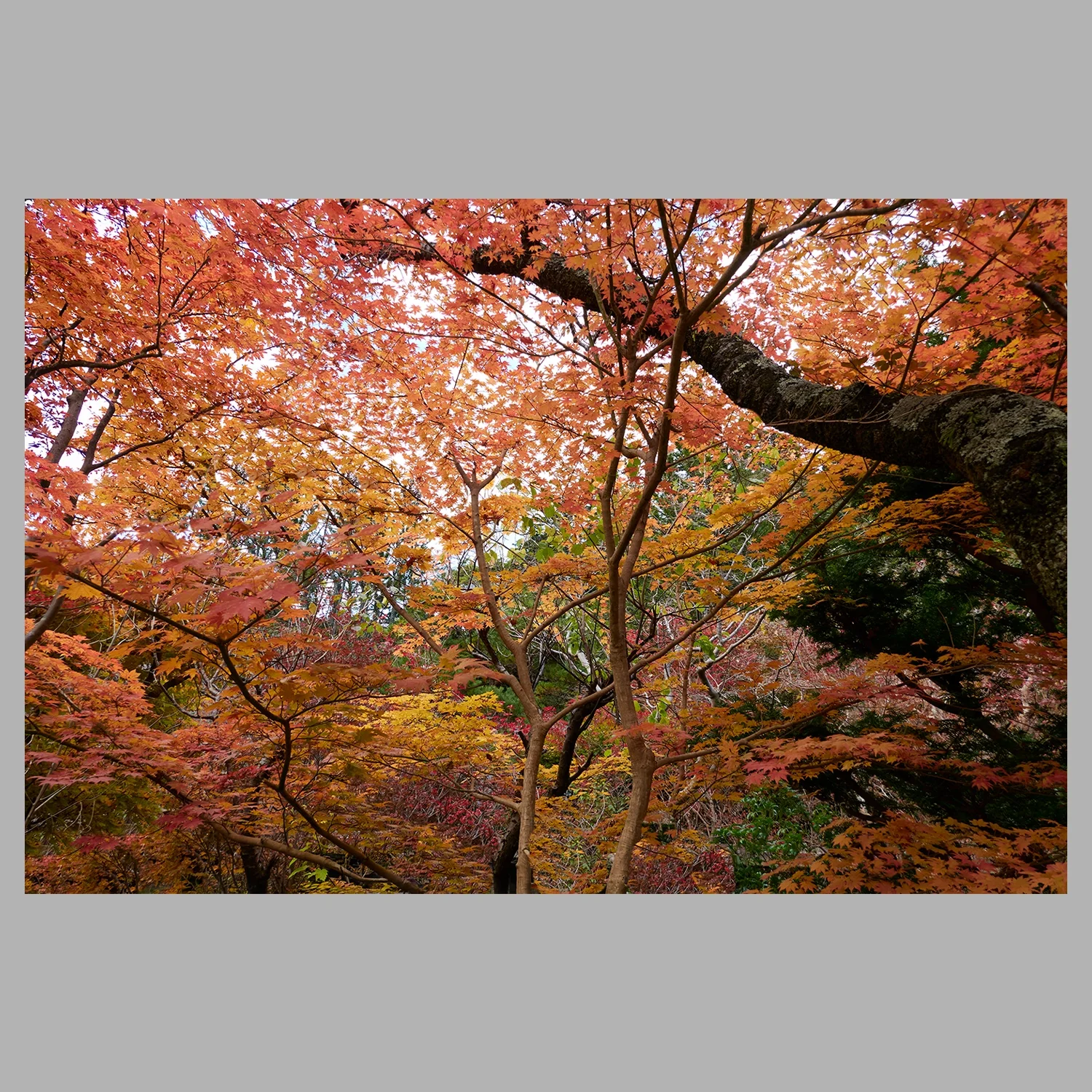 ML_Canopee-Vegetale_Hibana_1A.jpg.webp
