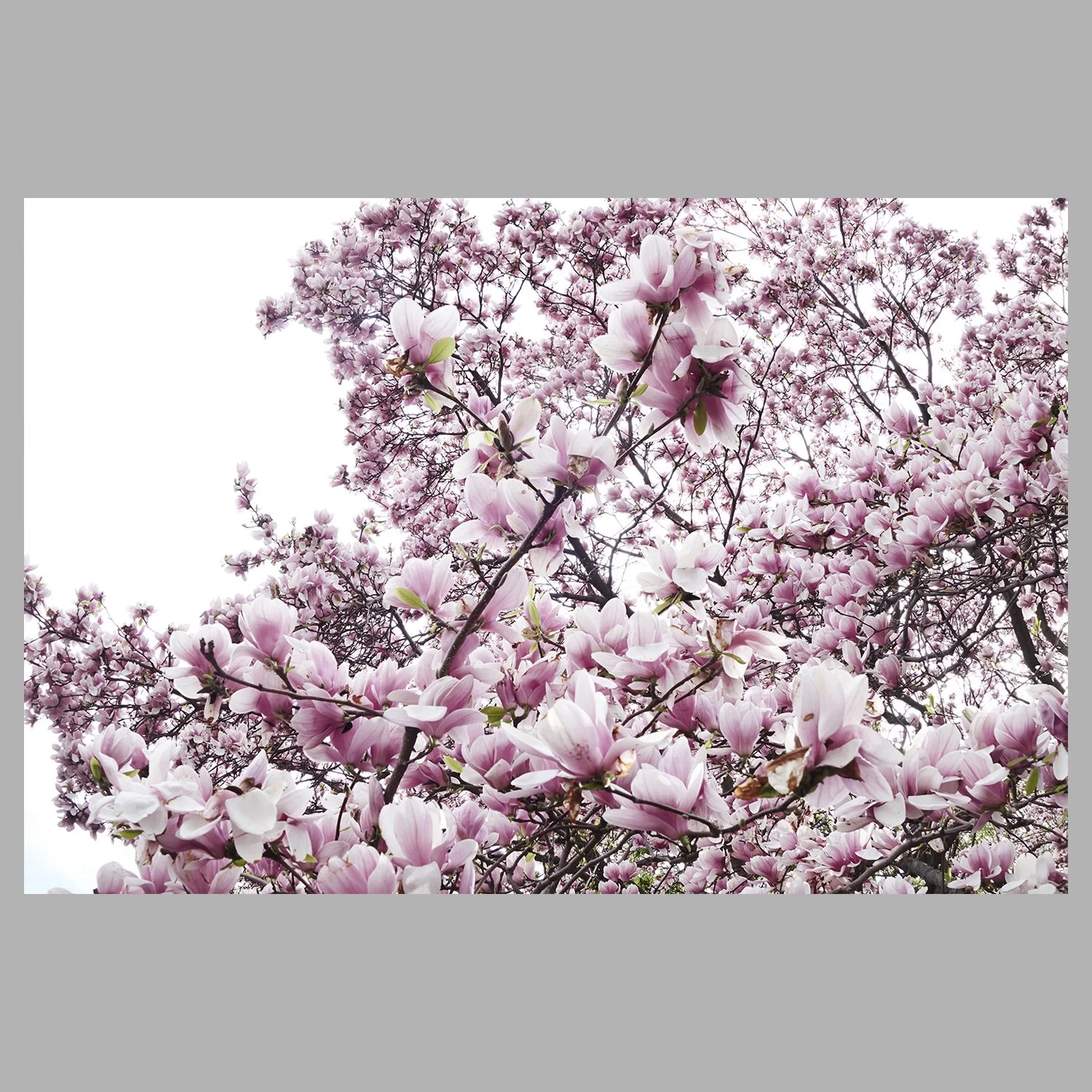 Shokubutsu II ° Brooklyn Magnolia x étude 04