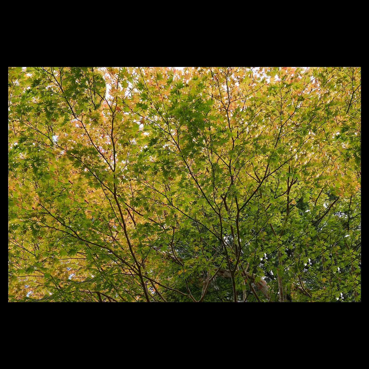 ML_Canopee-Vegetale_Sangurīn_1A.webp