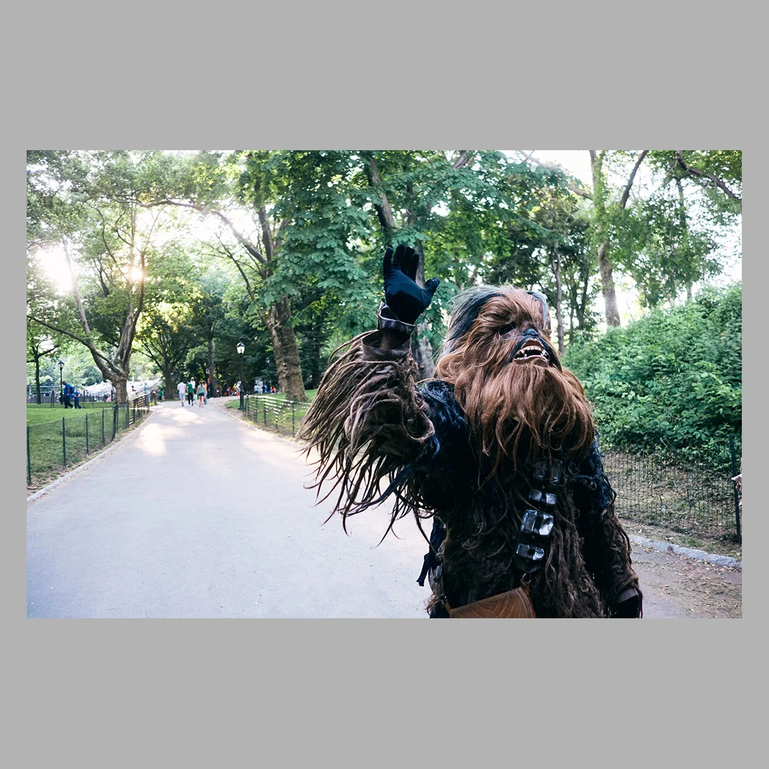 Into the Wild ° Chewbacca strollin' in Central Park