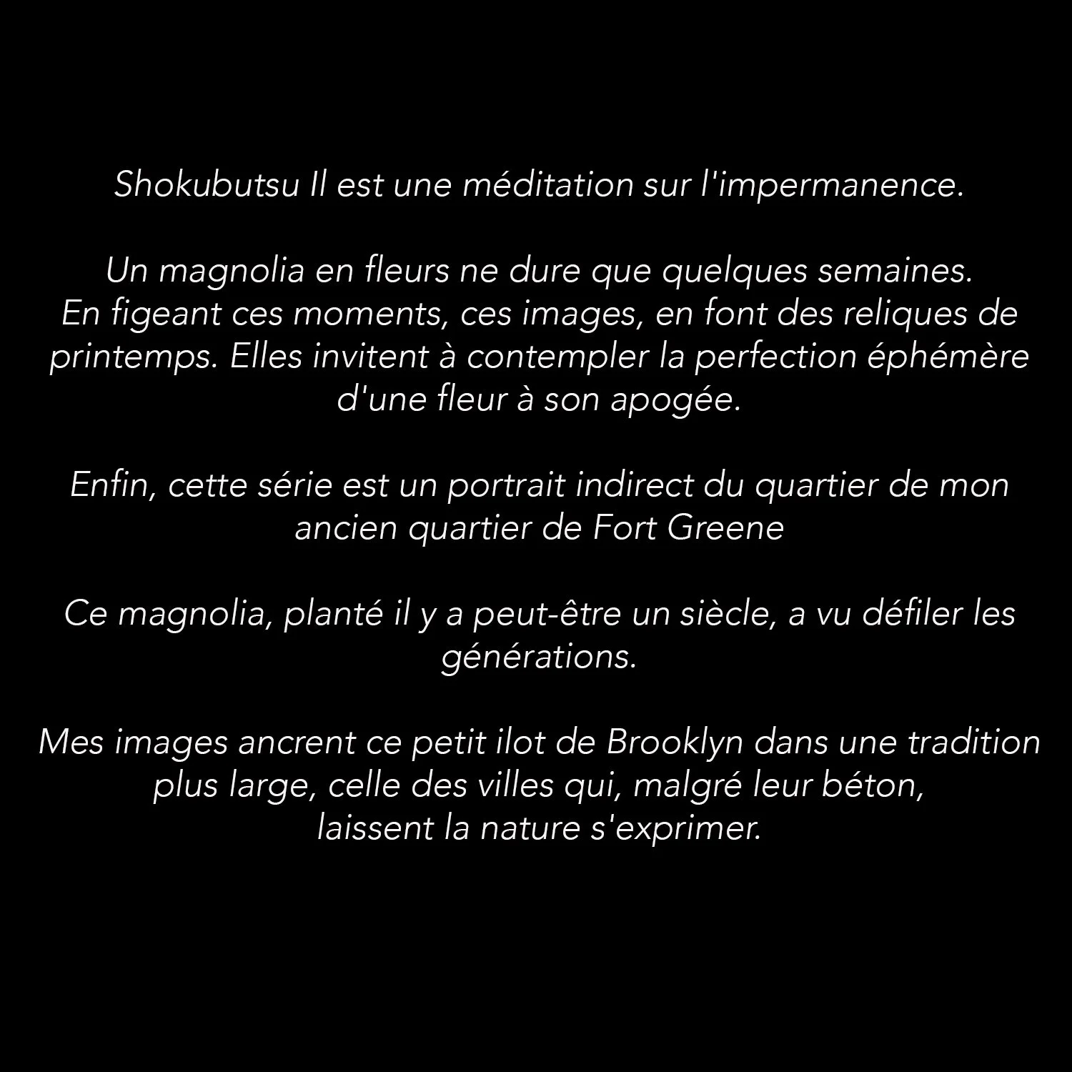 Shokubutsu II ° Brooklyn Magnolia x Texte de presentation