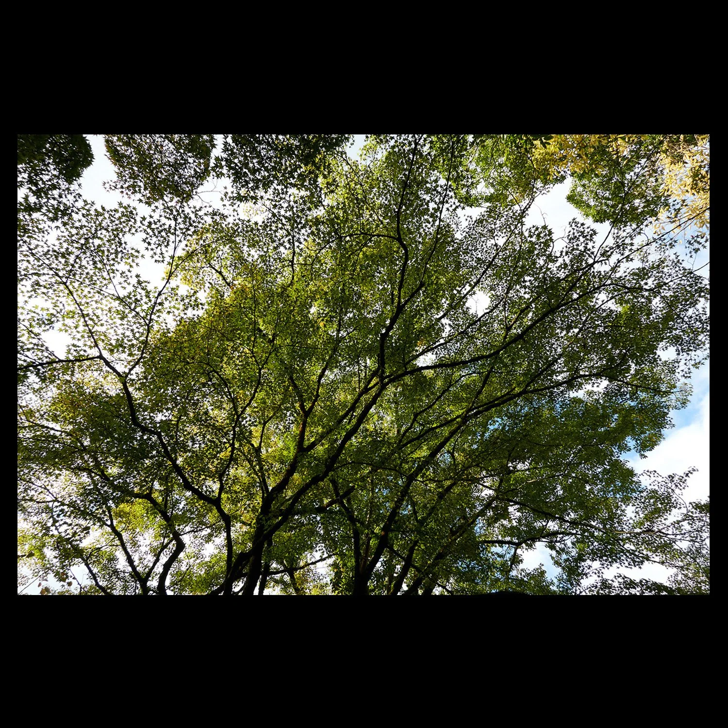 ML_Canopee-Vegetale_Akaruimidori 1.jpg