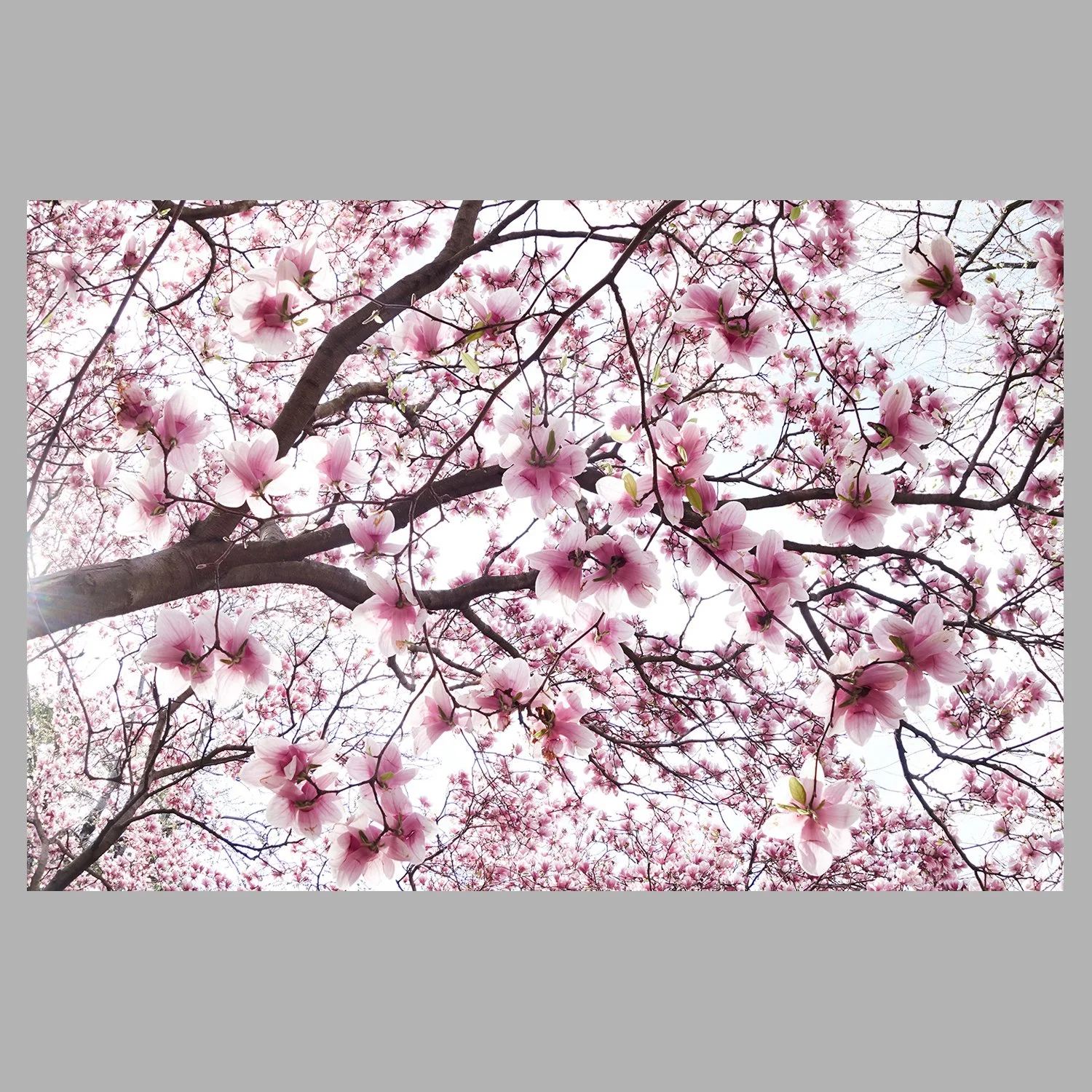 Shokubutsu II ° Brooklyn Magnolia x étude 01