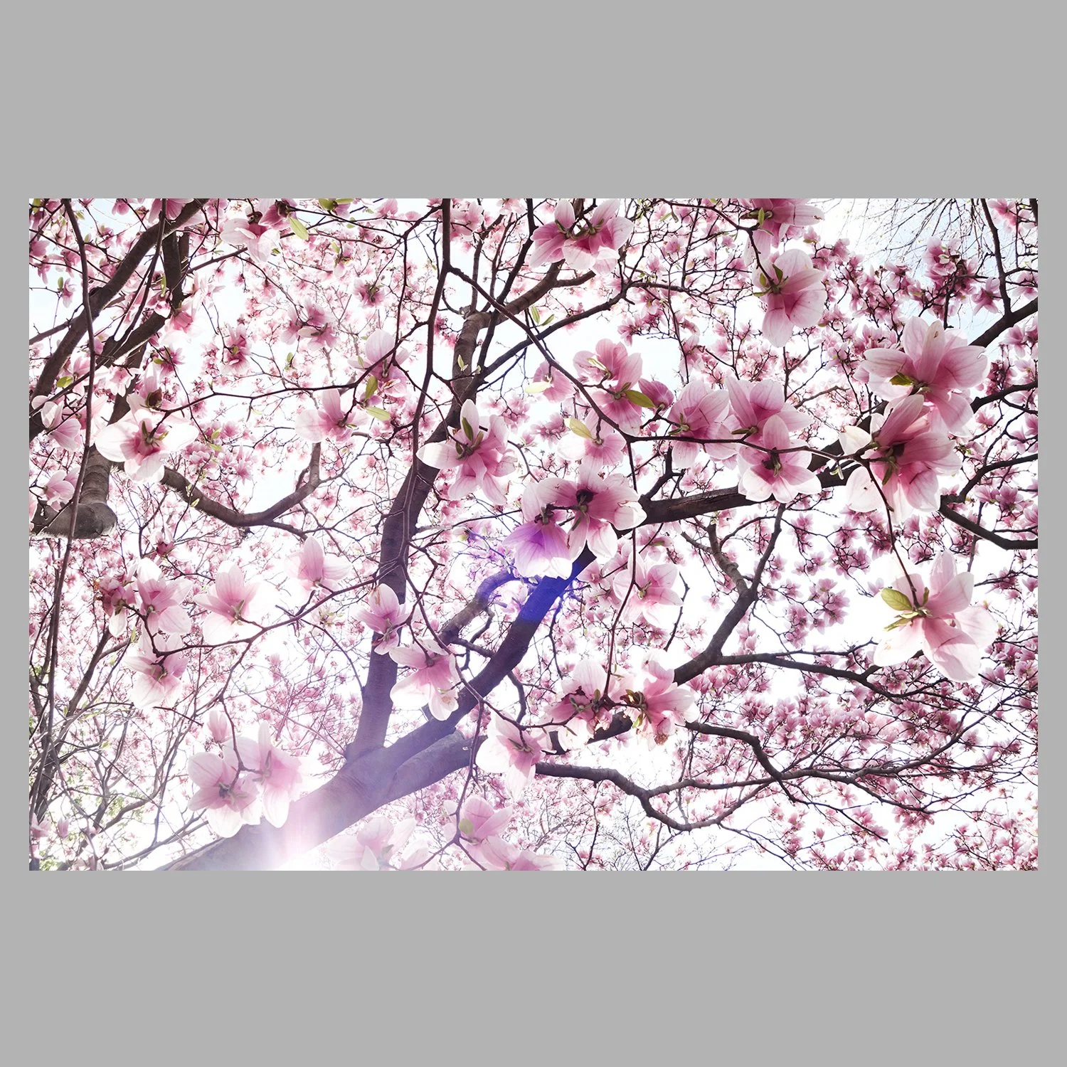 Shokubutsu II ° Brooklyn Magnolia x étude 03