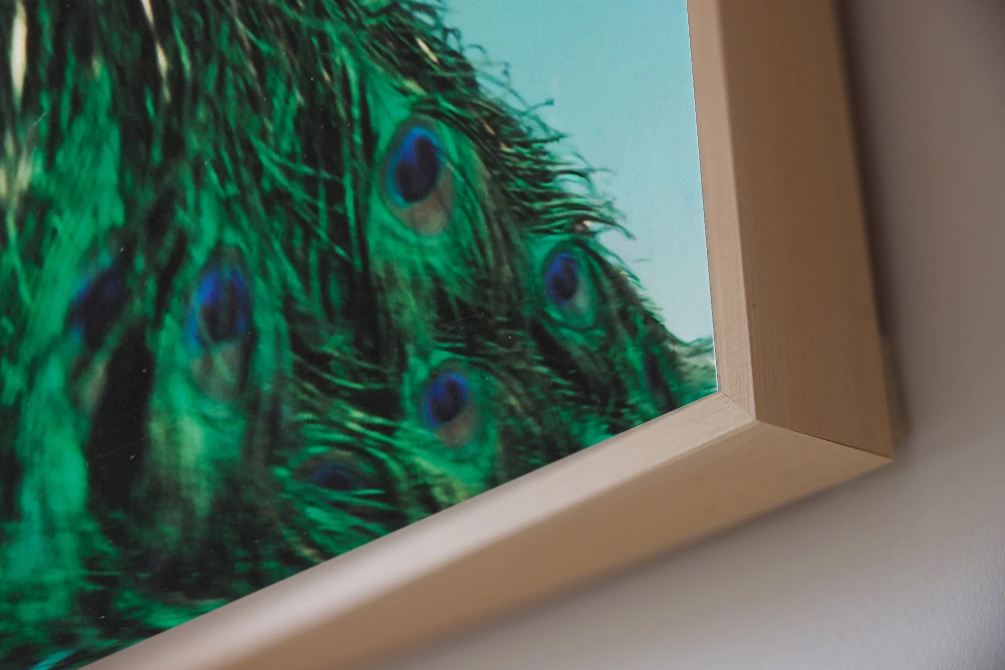 American Diary_Celestial Peacock Detail.jpg