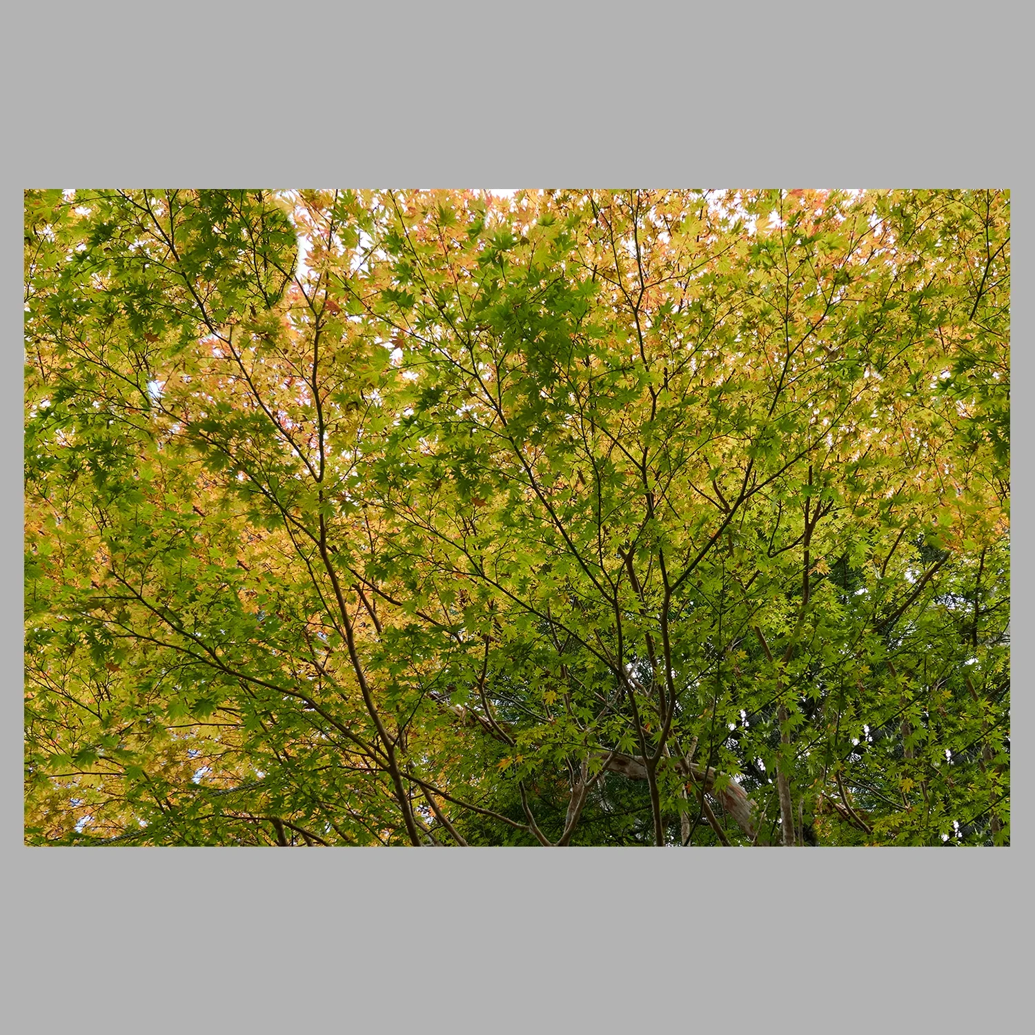 ML_Canopee-Vegetale_Sangurīn_1B.webp