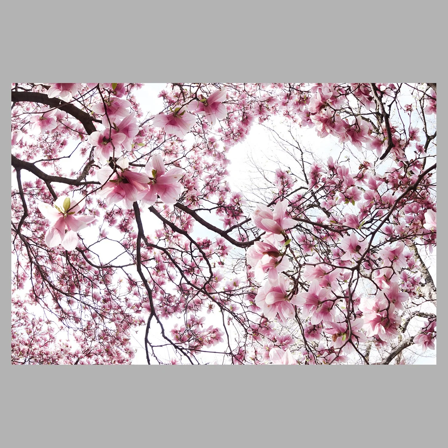 Shokubutsu II ° Brooklyn Magnolia x étude 02
