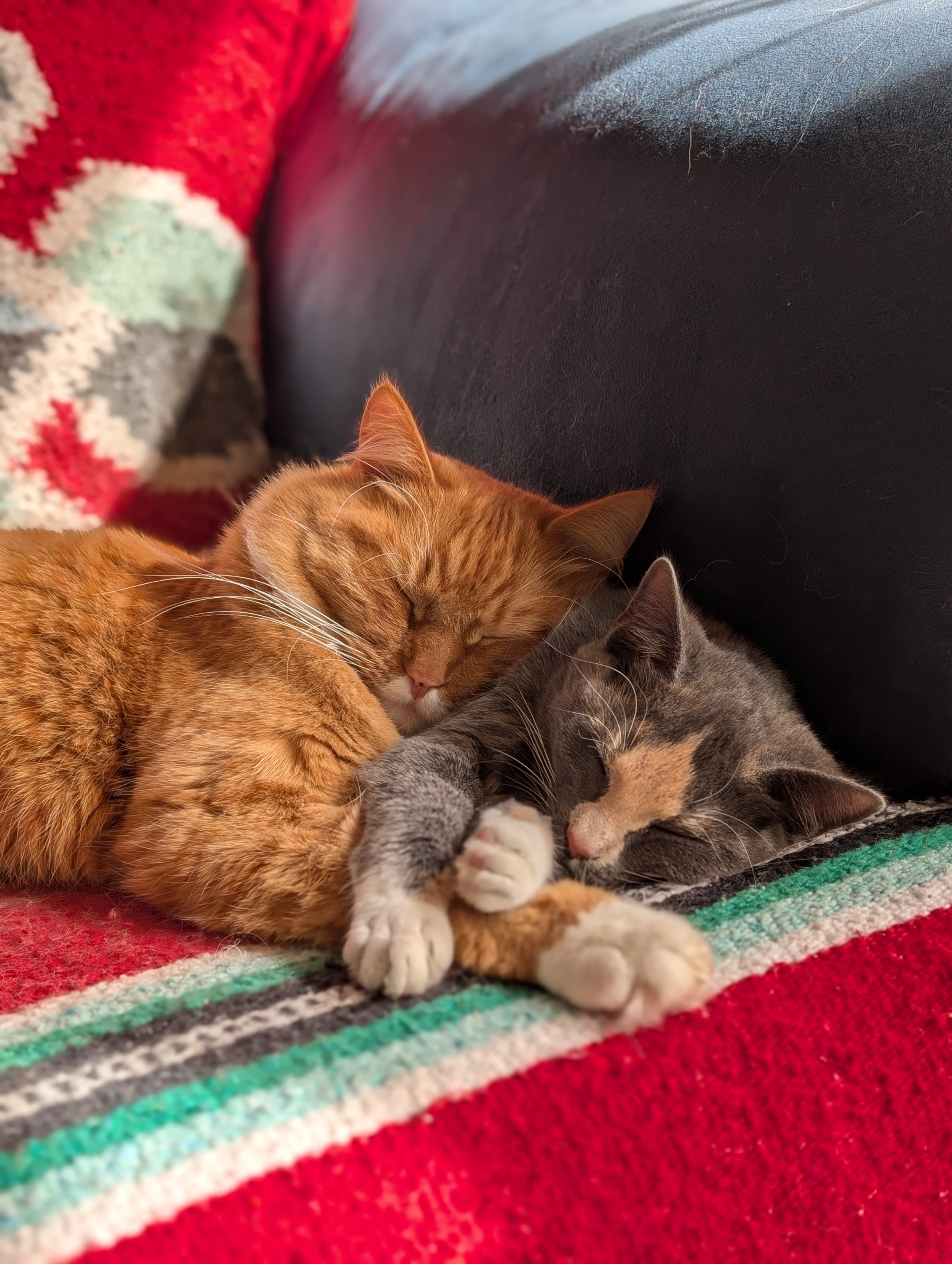 Cats
