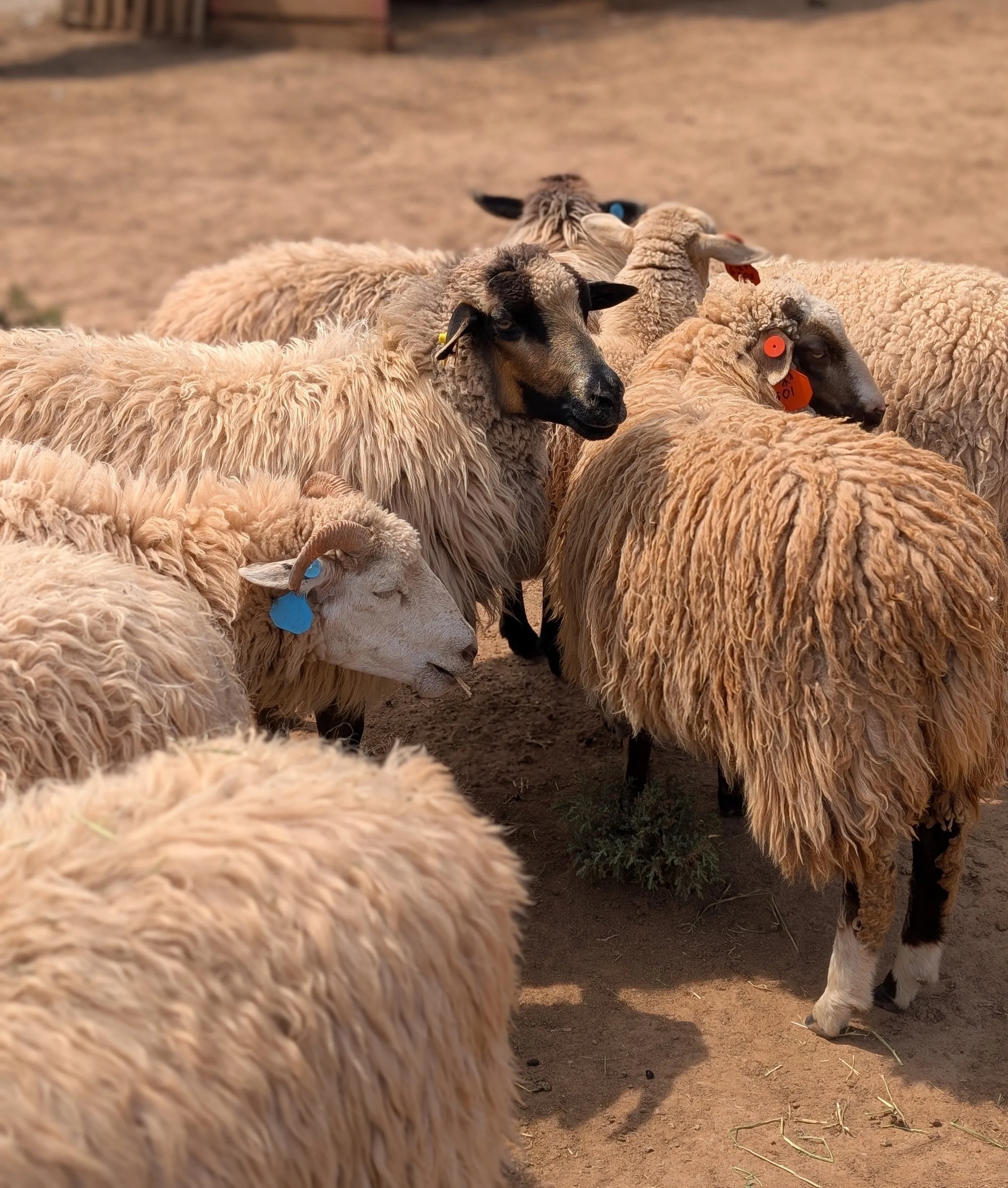 Sheep