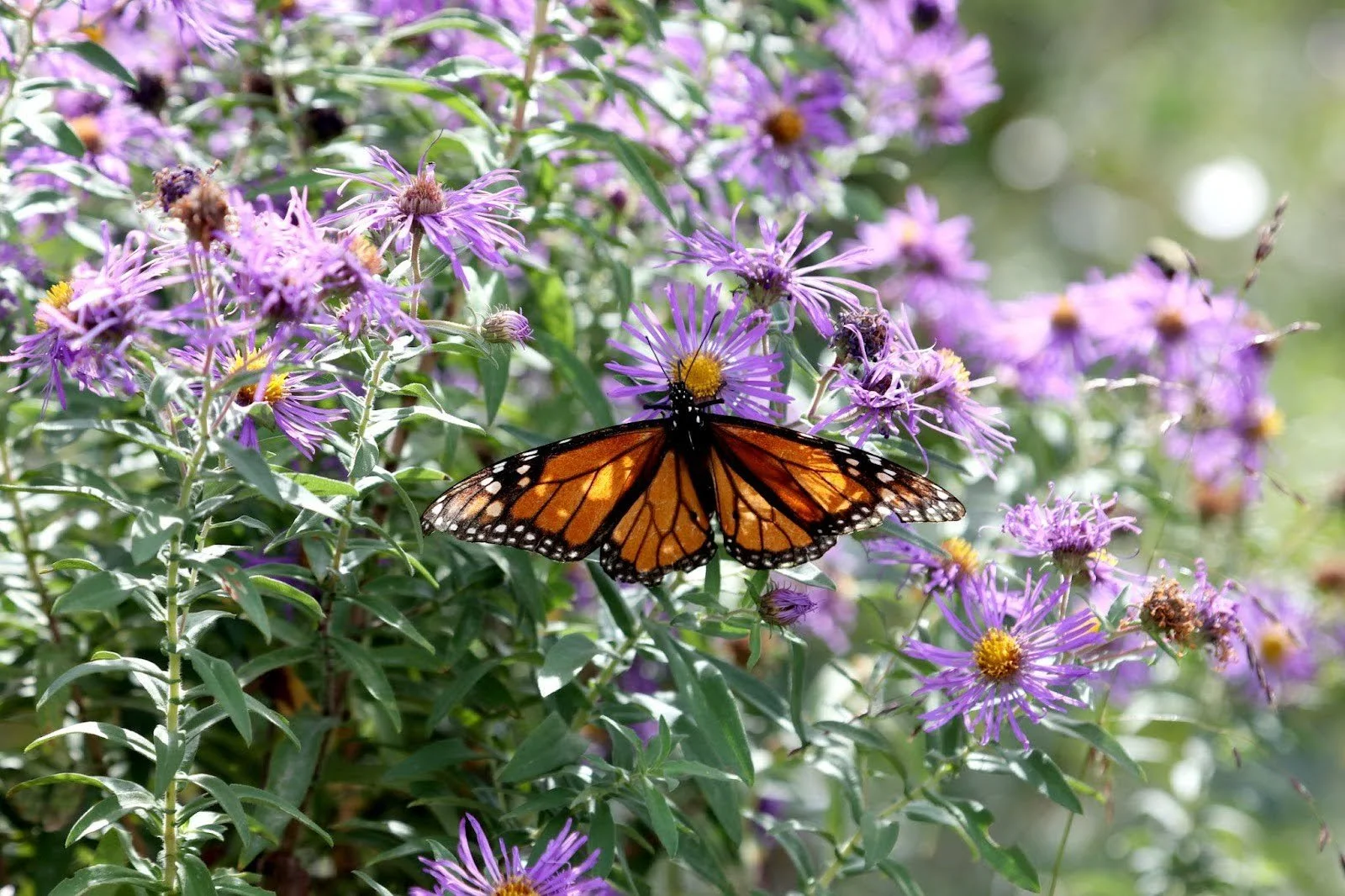Fall is officially here and Cape May is buzzing with things to do! 🍂 From this Sunday&rsquo;s Monarch Festival at the Nature Center, to live music around town, a Friday night farmers market, plus art galleries and boutique shopping &ndash; there&rsq