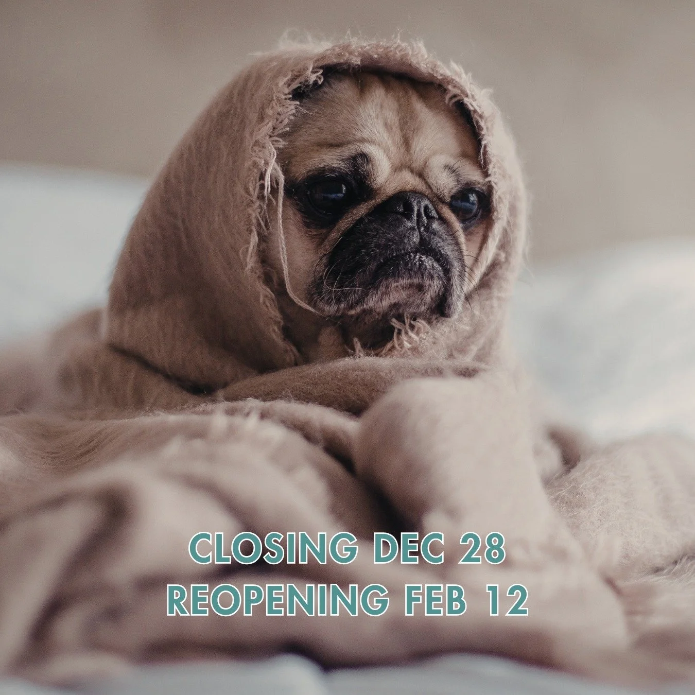 It&rsquo;s our last weekend before we go into hibernation until February 12! We hope to see you before we tuck in for winter.

#hibernationmode #boardinghousehotel #capemayhotel #capemaynj #dogfriendlynj #dogfriendlytravel