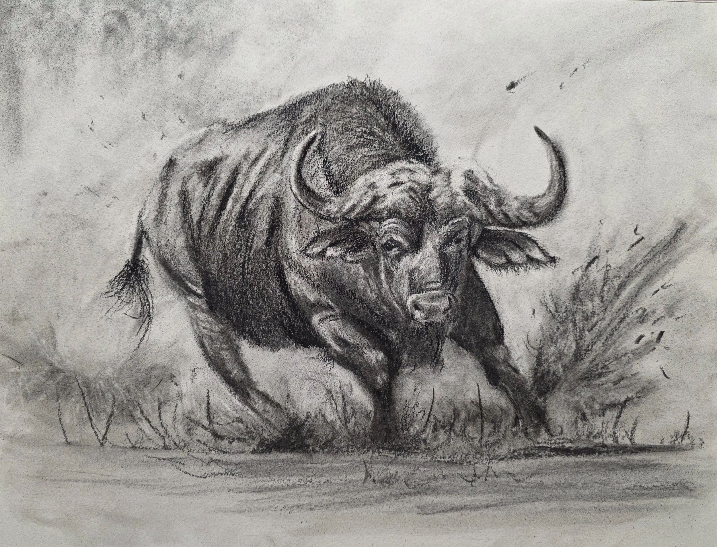 Bull in Charcoal
