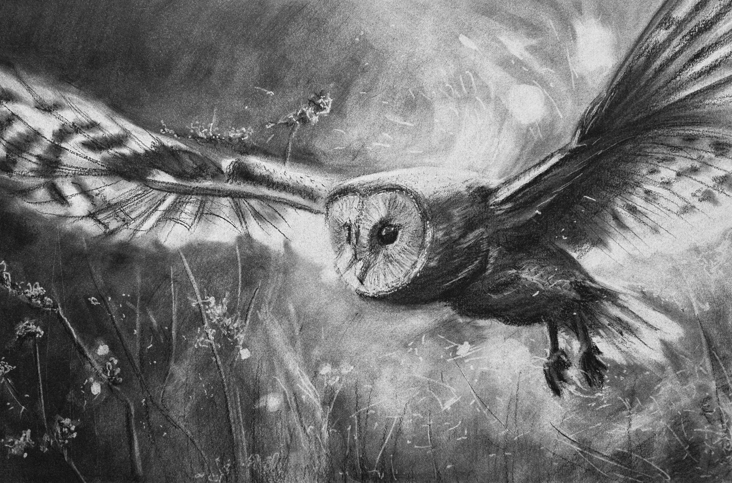 On Silent Wings
11" x 17" Charcoal