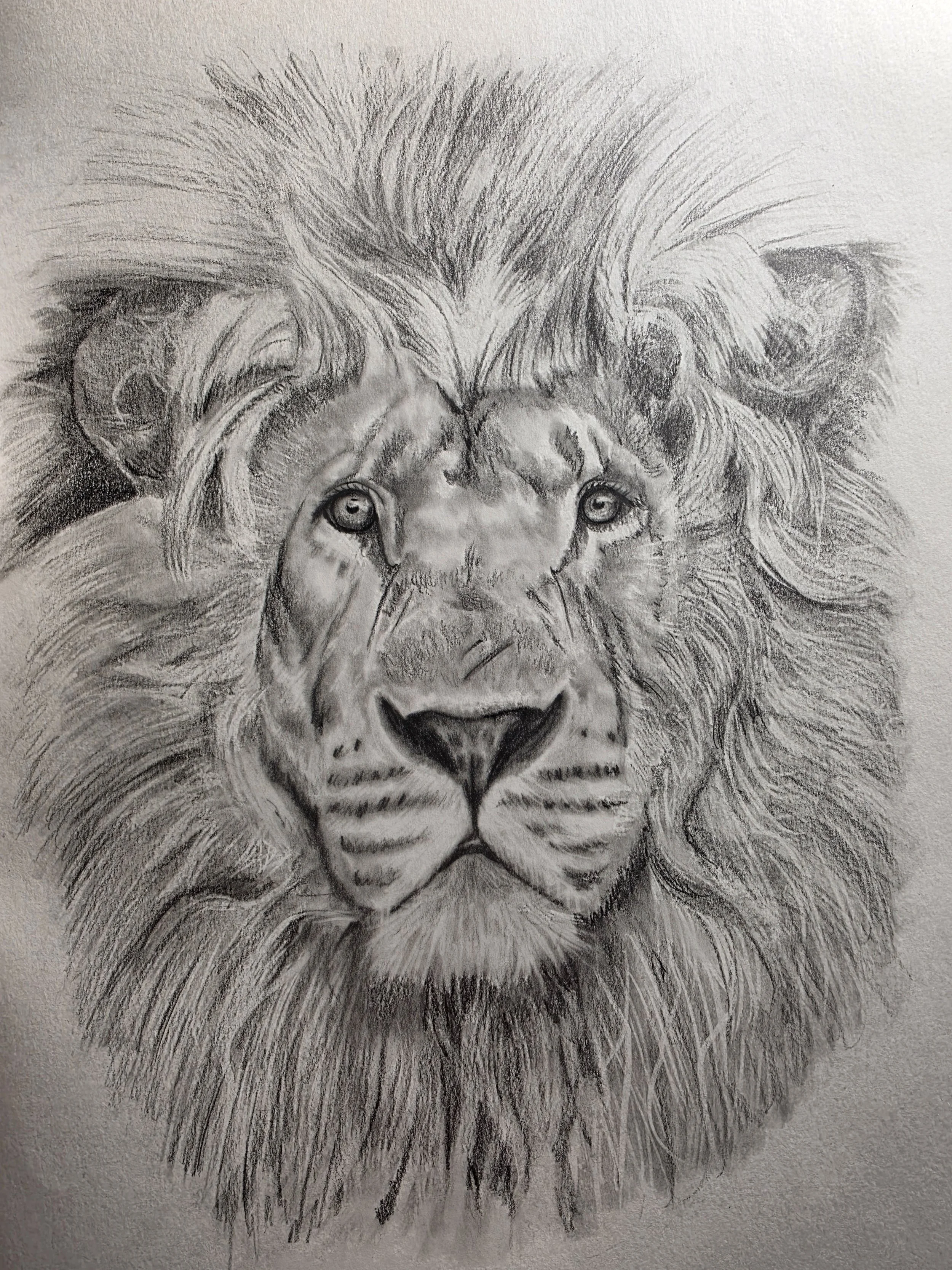 Lion in Graphite