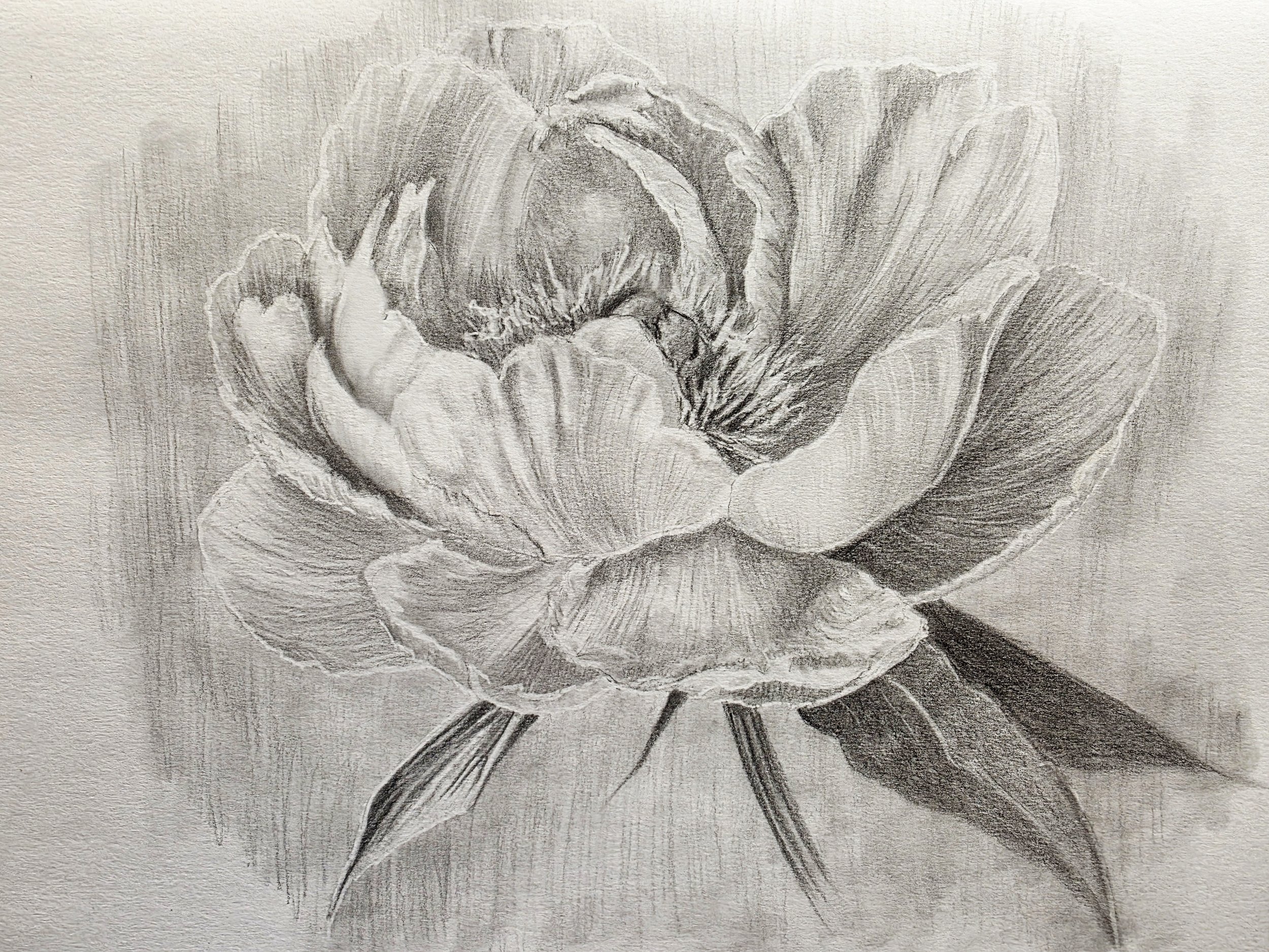 Peony in Graphite