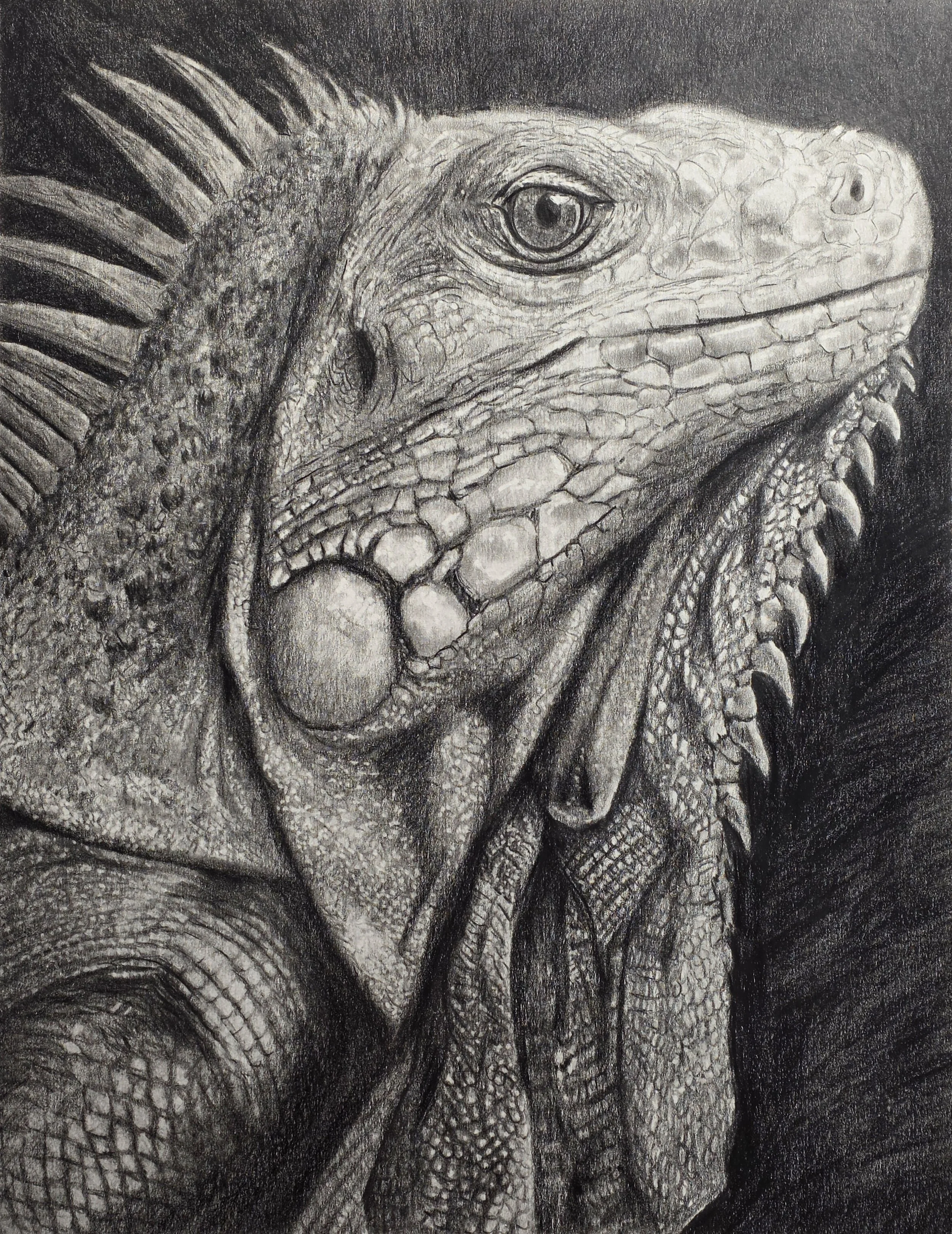 Lizard in Graphite